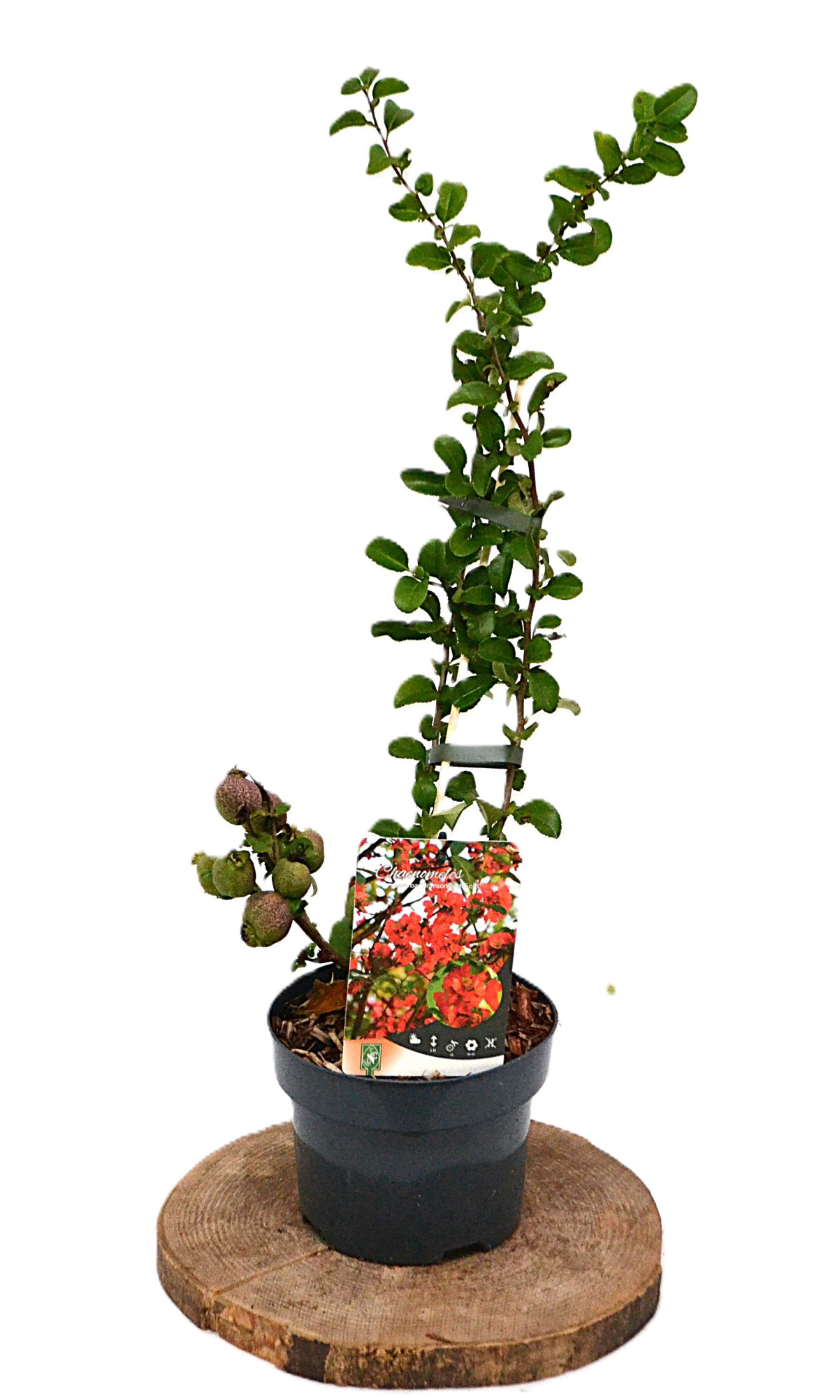 Cheanomeles spec. Crimson and Gold C2, D 17