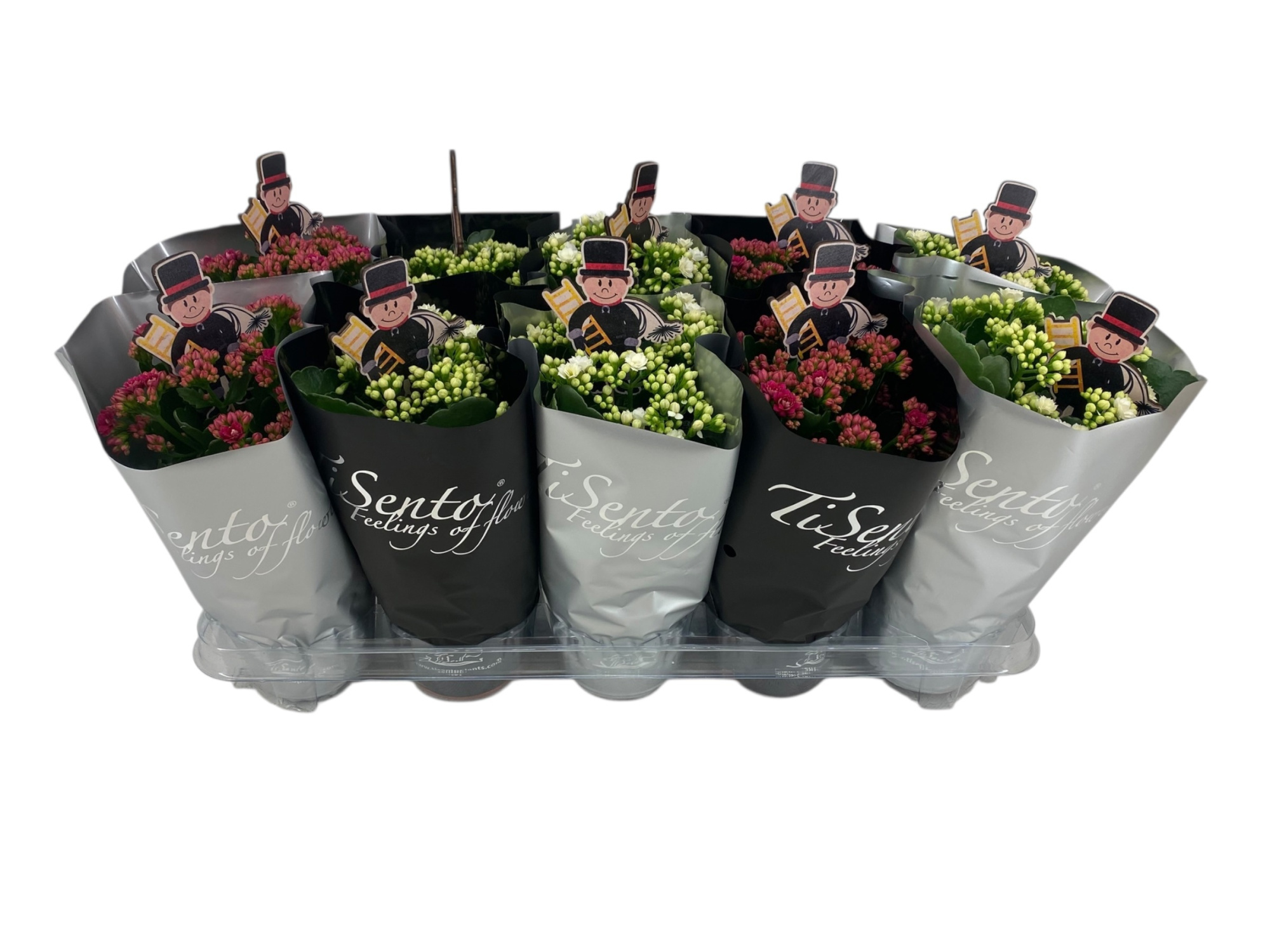 Silvester Calandiva Mix in mix hoes + Bijsteker Schoorsteenveger, D 12