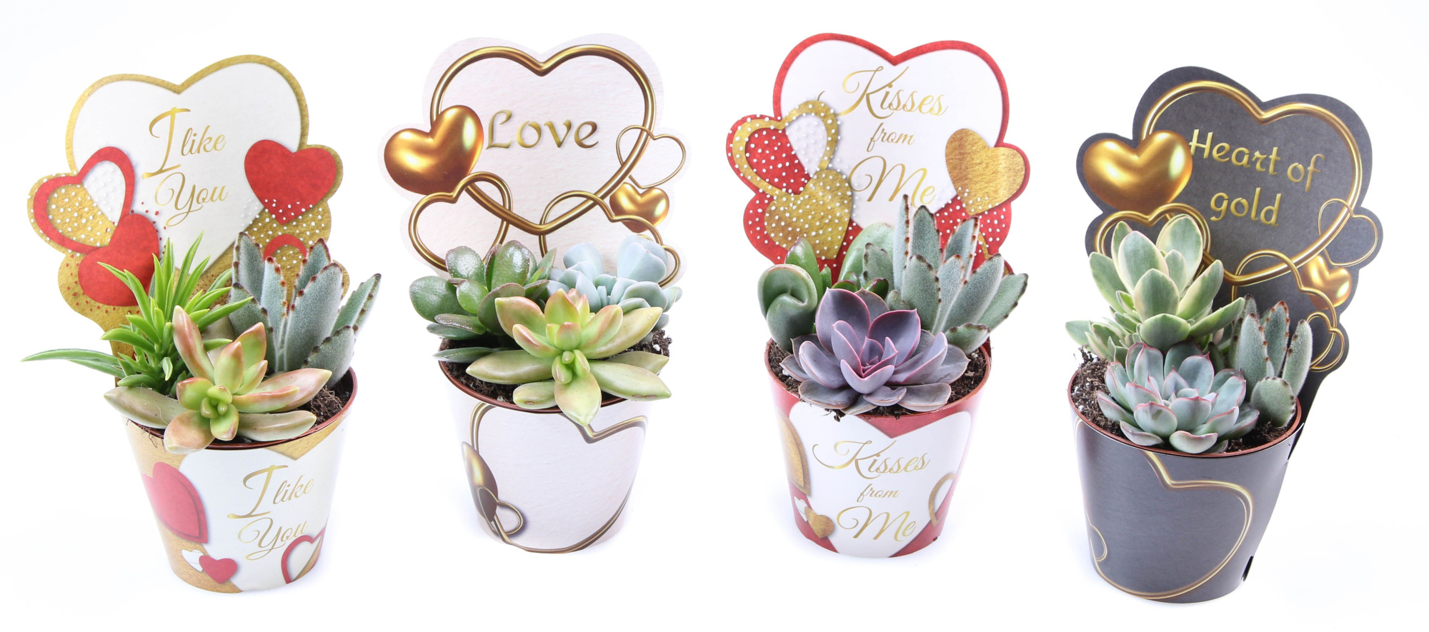 Potcover love mix succulent trio, D 8,5 cm