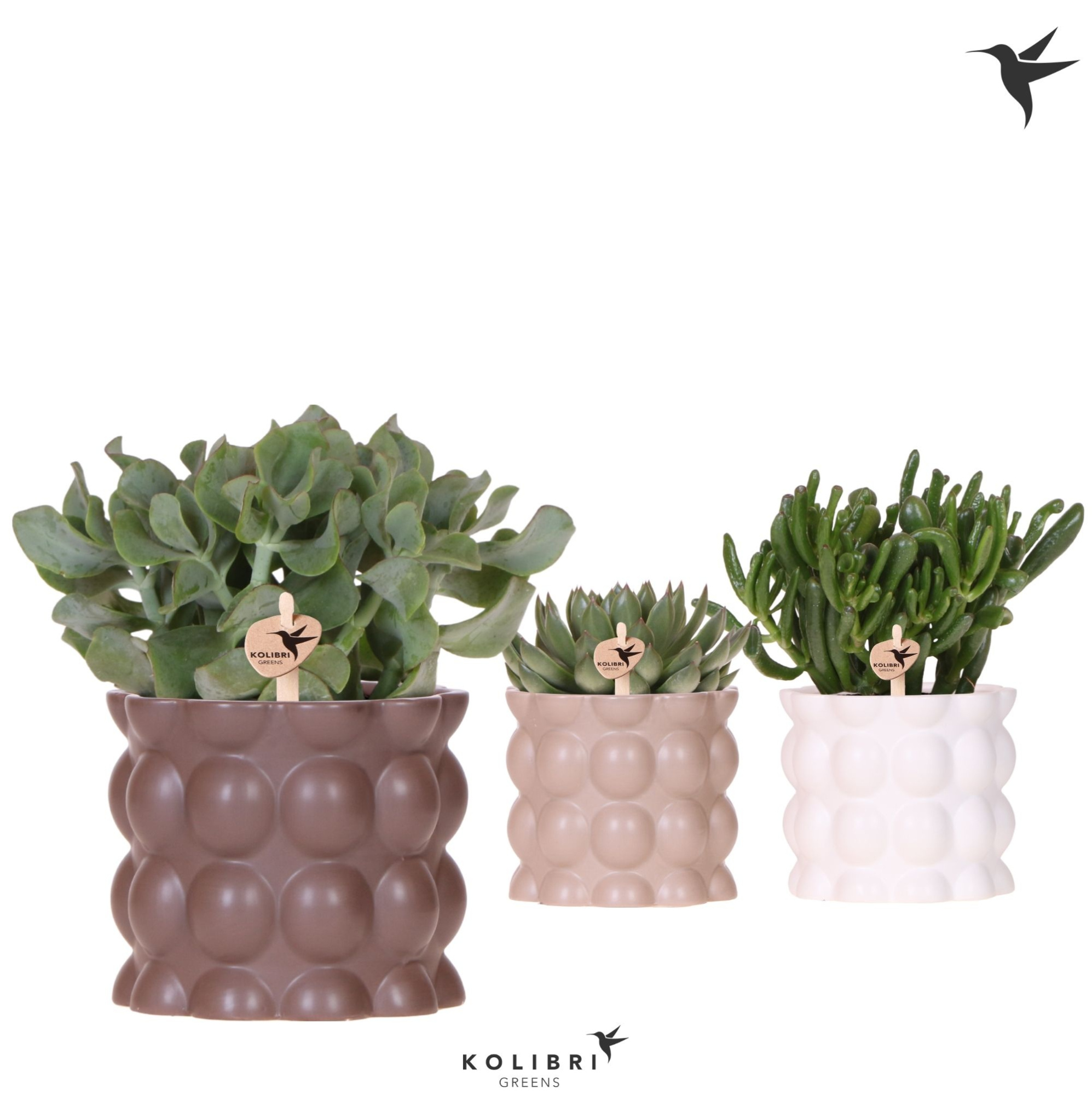 Kolibri Greens Succulenten mix in Cotton pot sand mix, D 12 cm