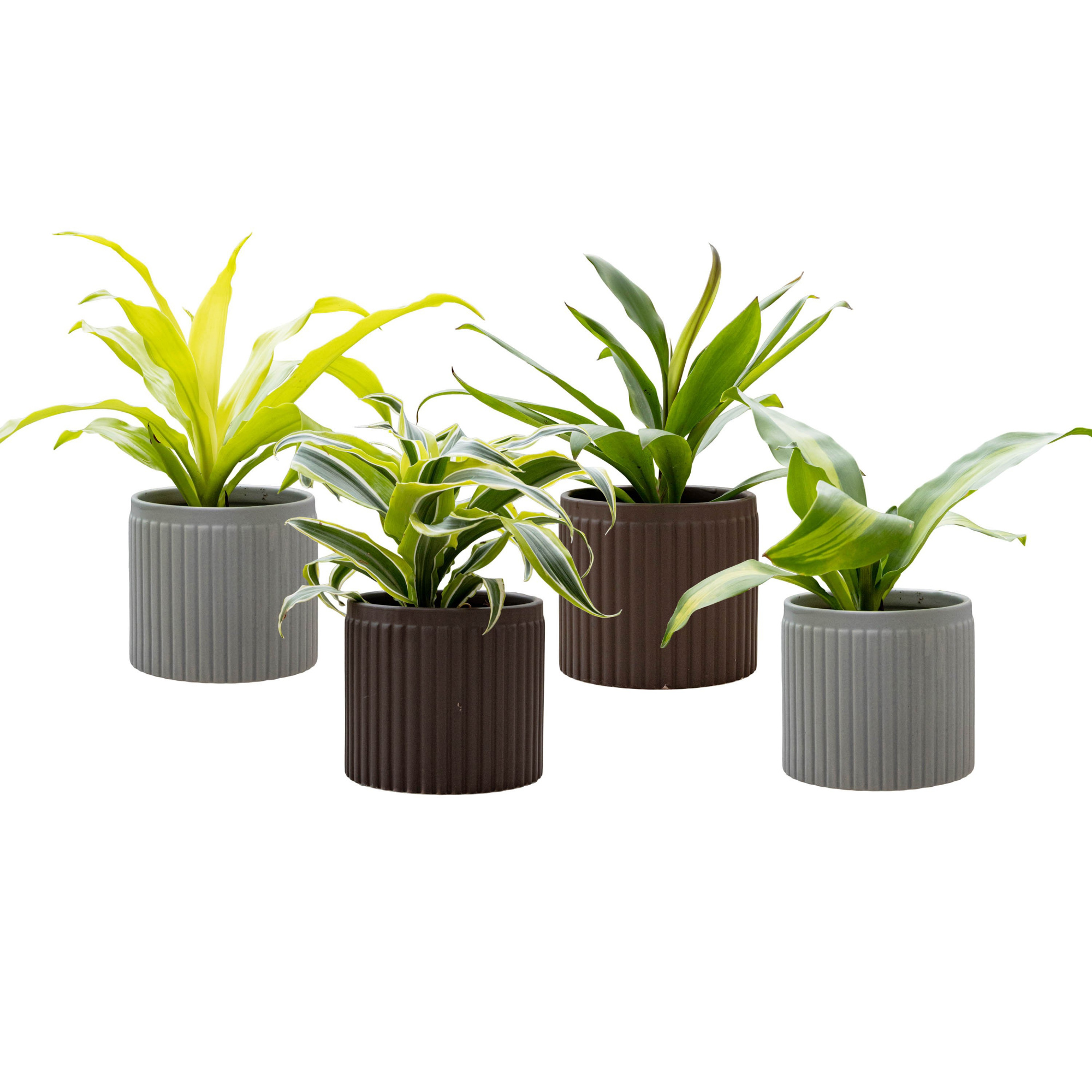 Line with Dracaena mix, D 11