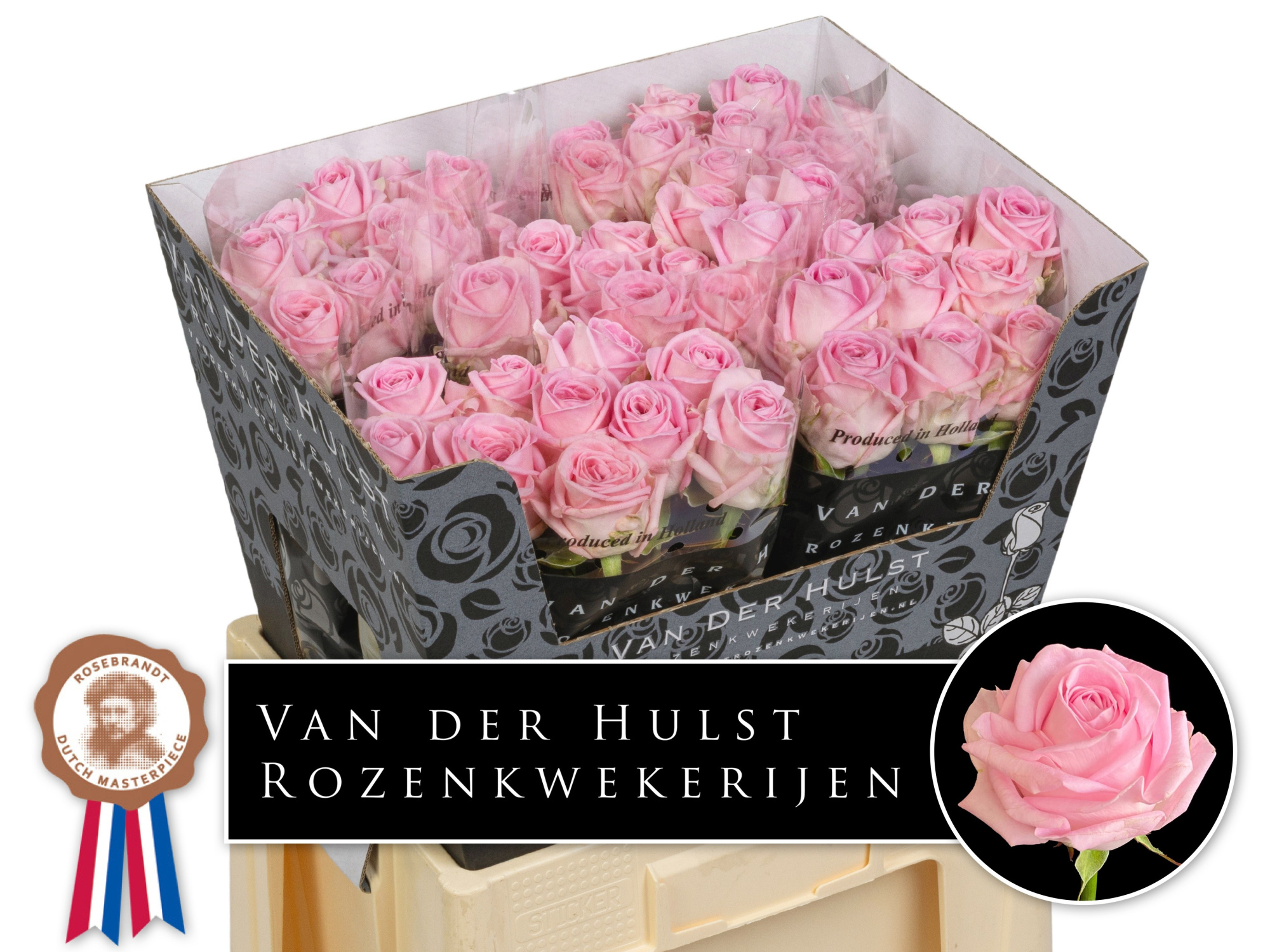 Роза од. Зайна! 60, шт.