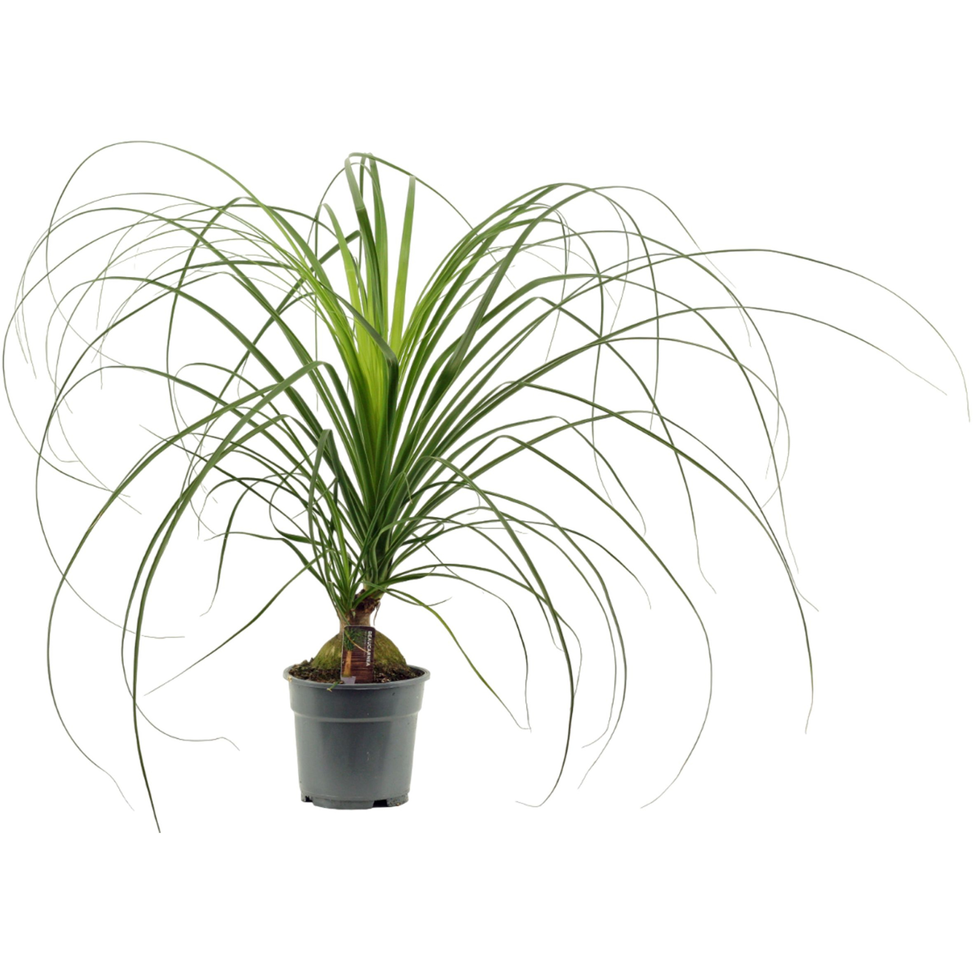 Beaucarnea A2 bol 17 cm, D 17 cm