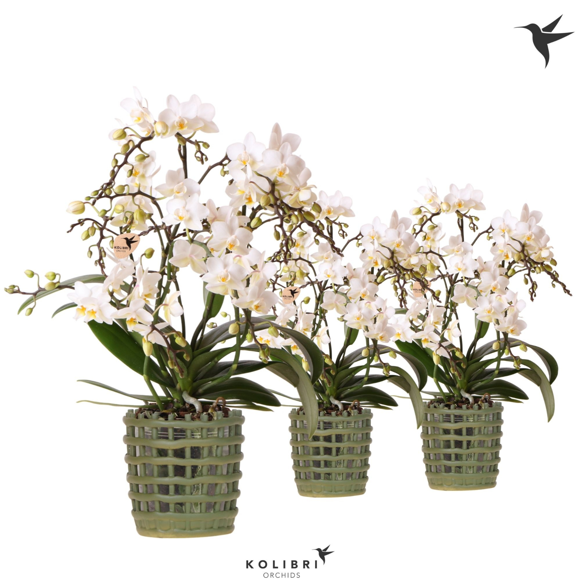 Kolibri Orchids Phalaenopsis Botanic 4 spike in Mesh pot green, D 9 cm