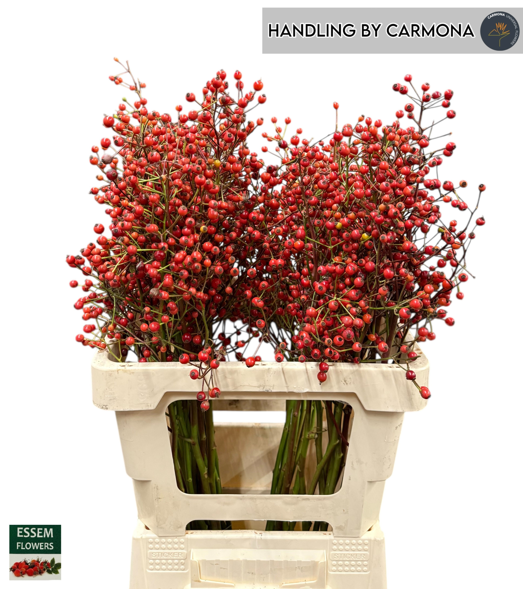 Рузботель Пленти 60, шт.