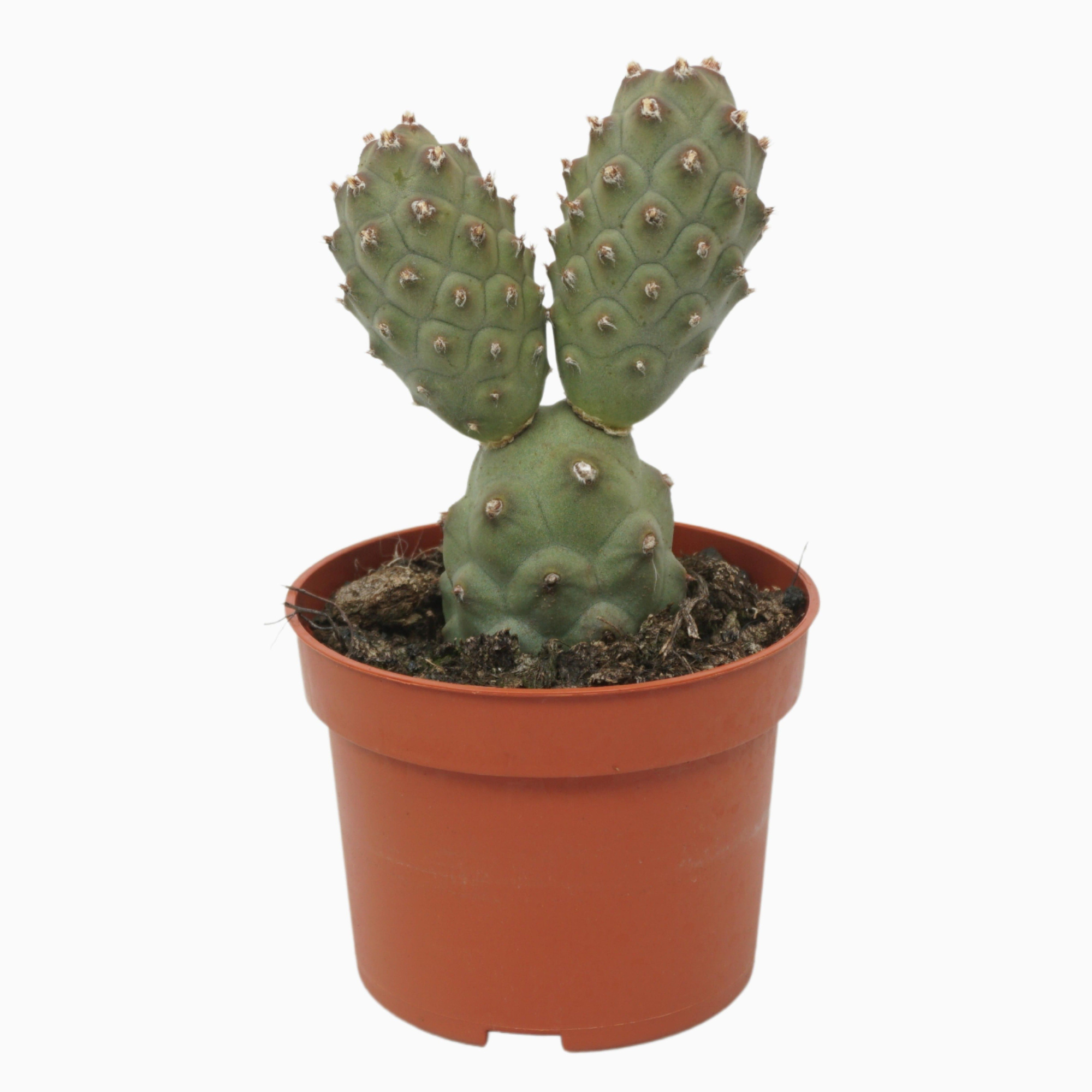 Tephrocactus articulatus 10,5 cm, D 10,5 cm