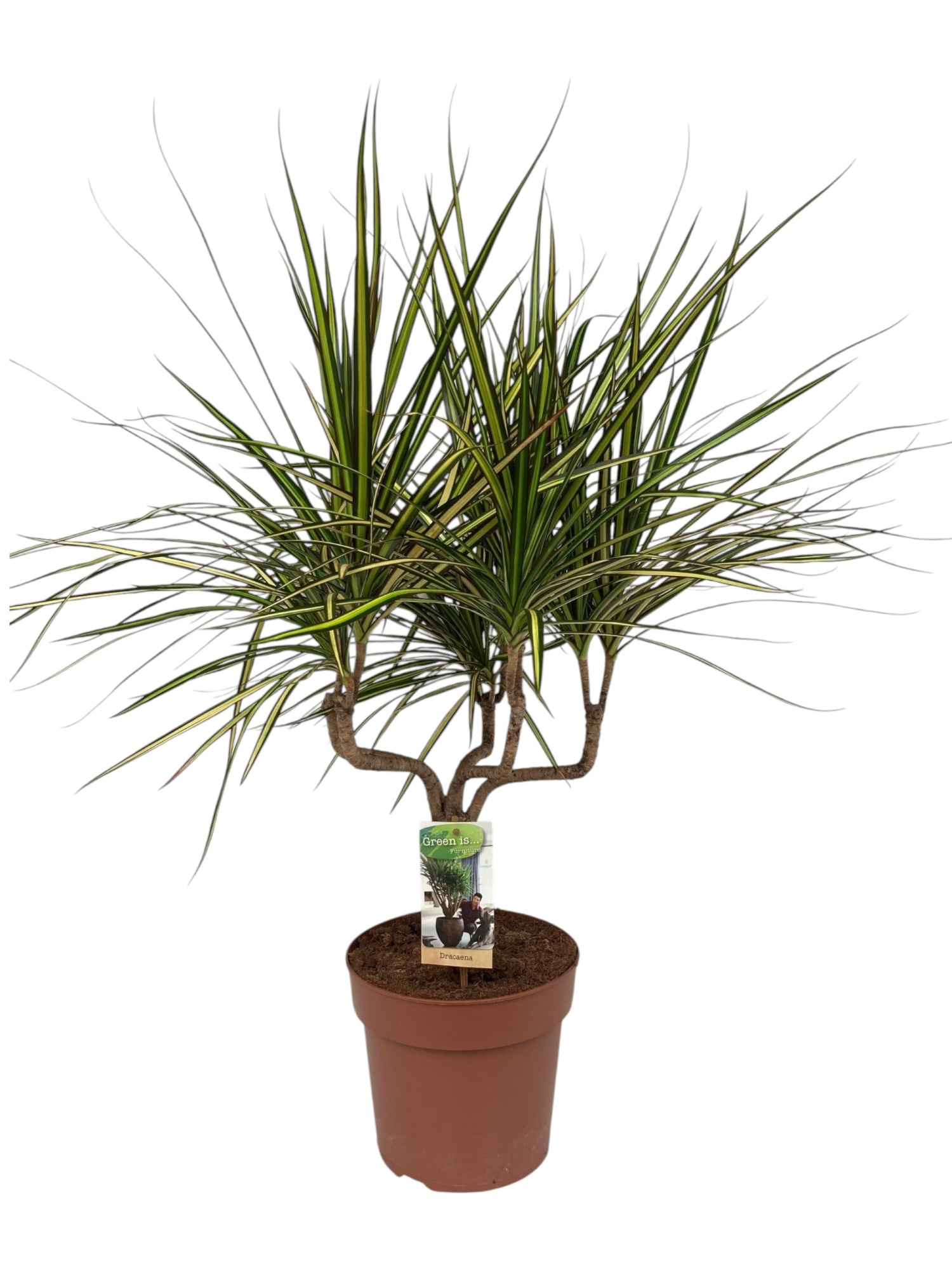 Dracaena Sunray kandelaar, D 21 cm