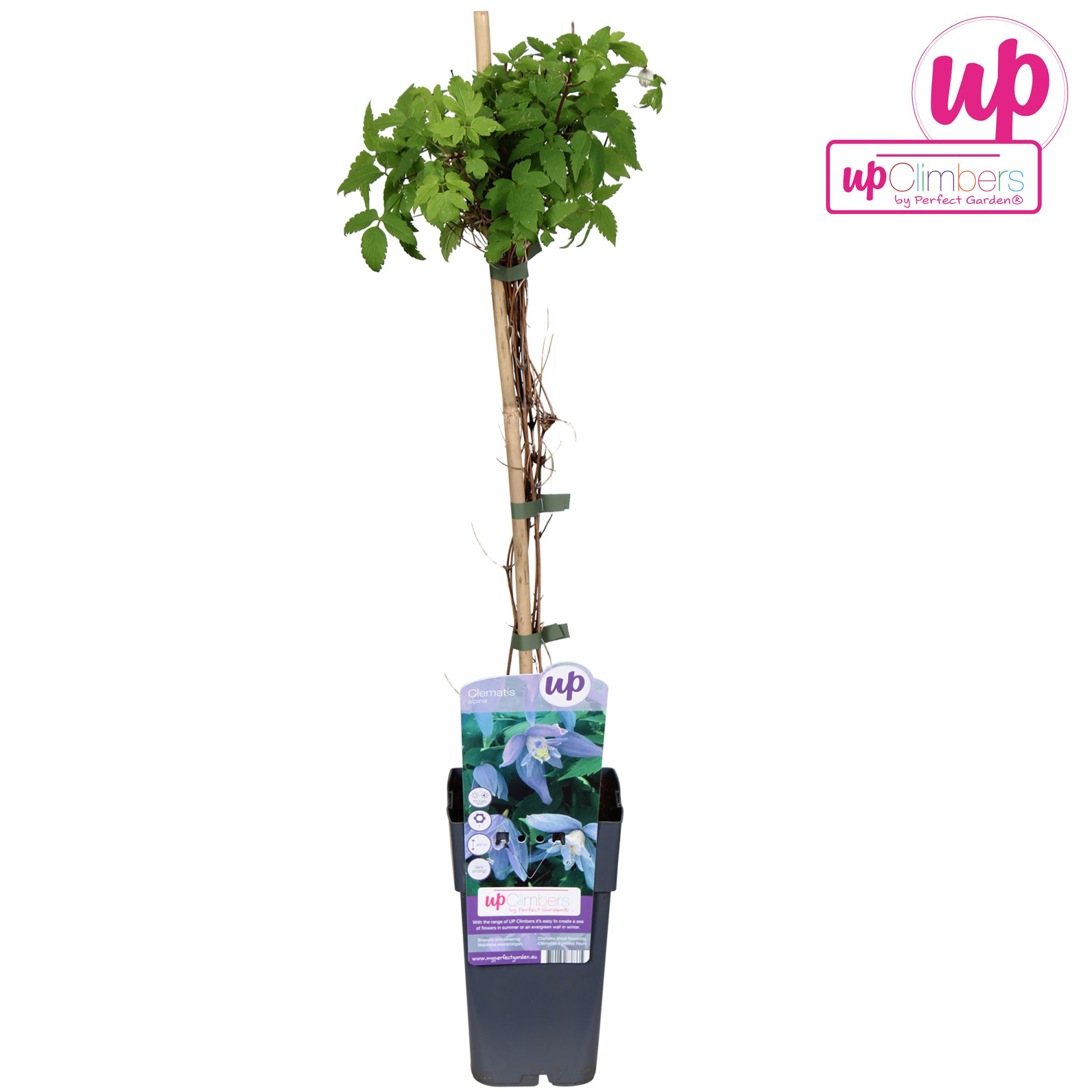 Clematis Alpina P15, D 15 cm