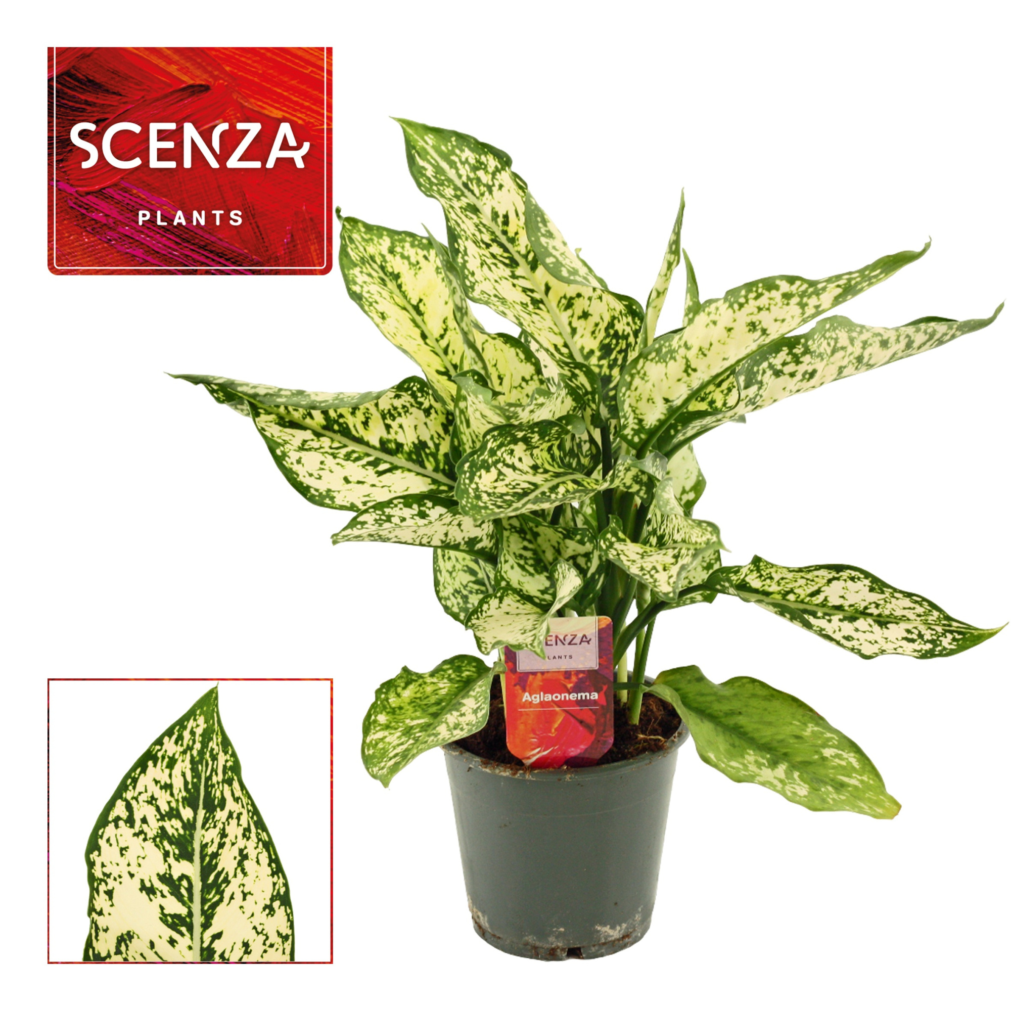 Aglaonema First Diamond 12 cm (Scenza), D 12 cm