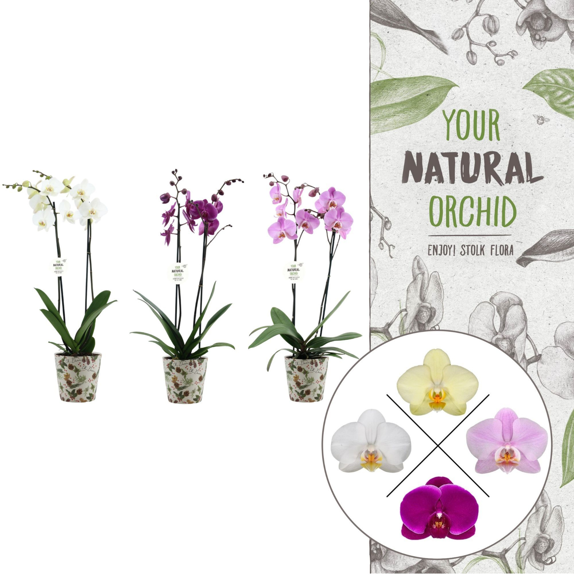 Christmas | 2 spike mix | Kerst potcover, D 12