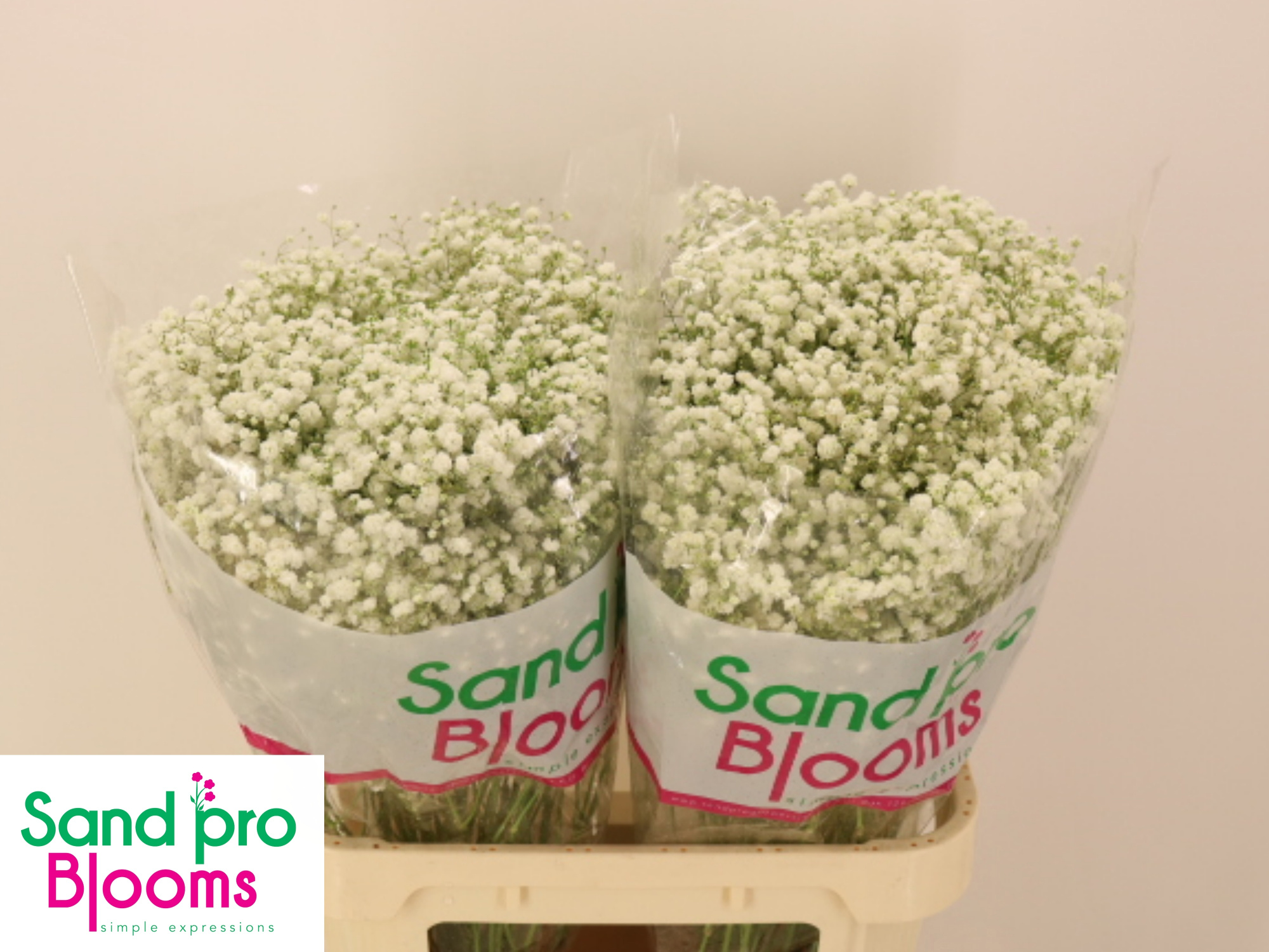 Гипсофила Экселенс 80, шт.