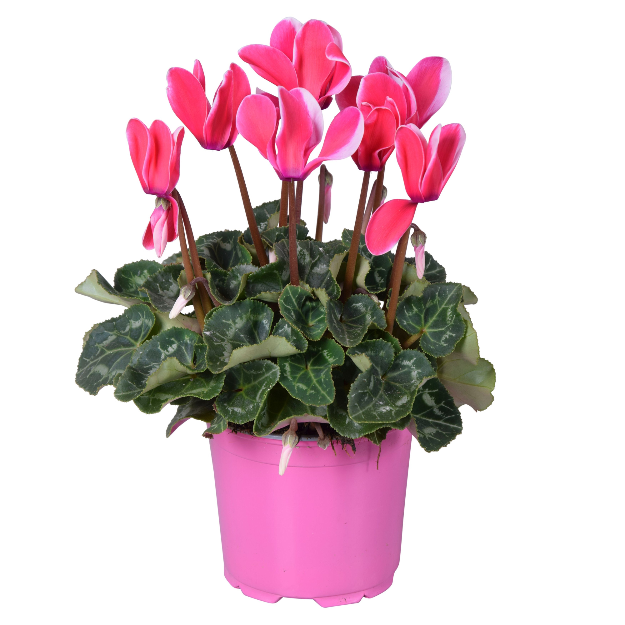 Cyclamen Super Serie Allure in Ton sur Ton kweekpot Fuji pink, D 12 cm