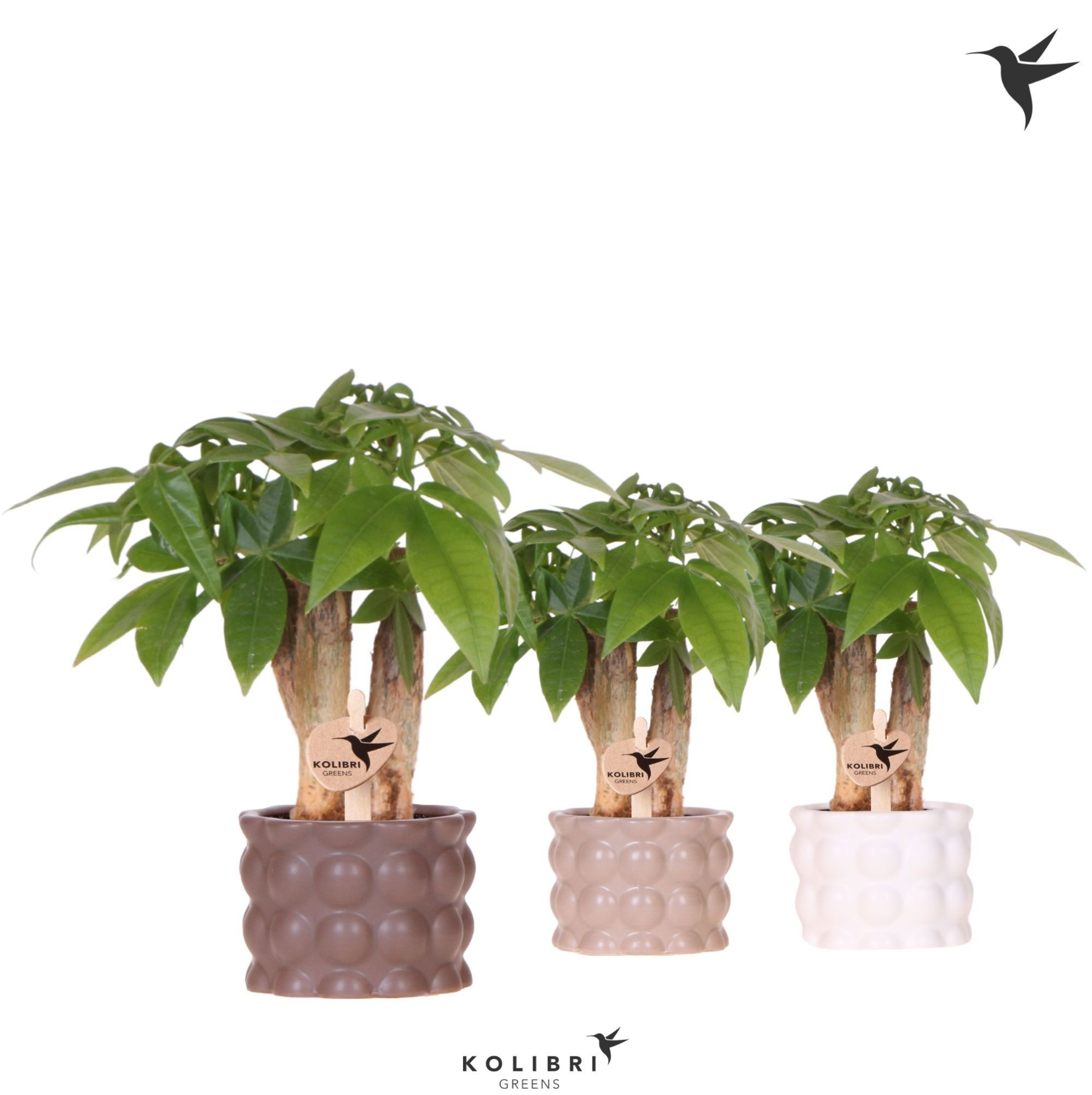 Kolibri Greens Pachira in Cotton pot sand mix, D 6