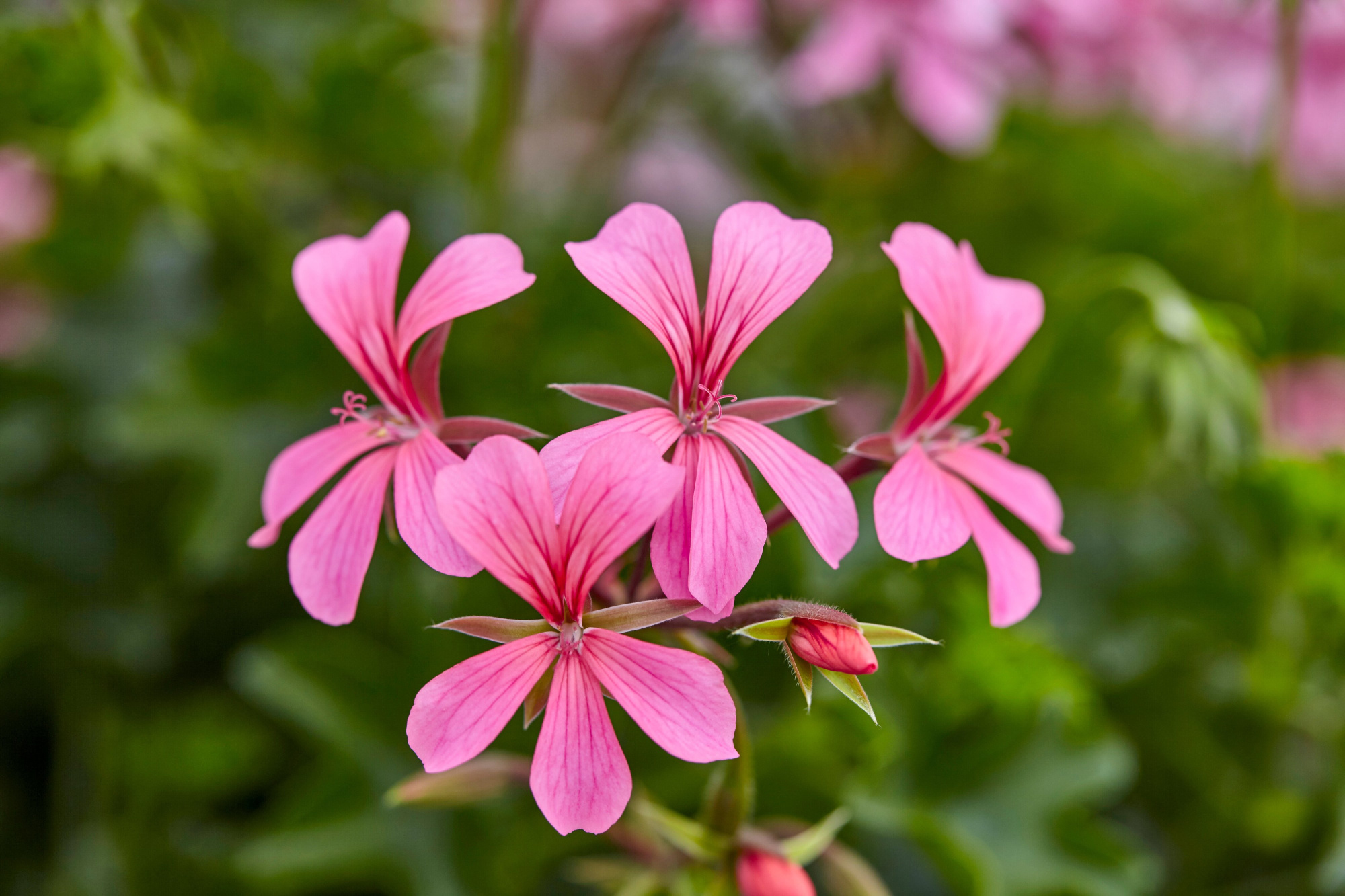 Pelargonium Peltatum Balcon Pink 10,5 cm grijs, D 10,5