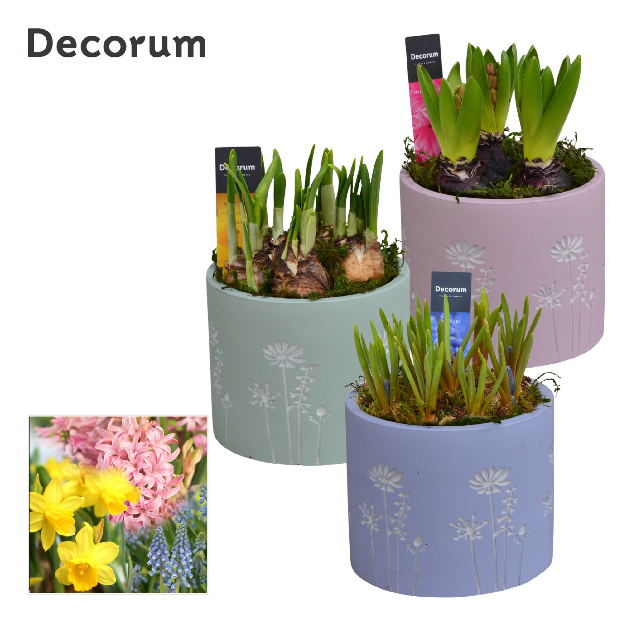 Bollenmix Whisper Flower HL15743B, D 13 cm