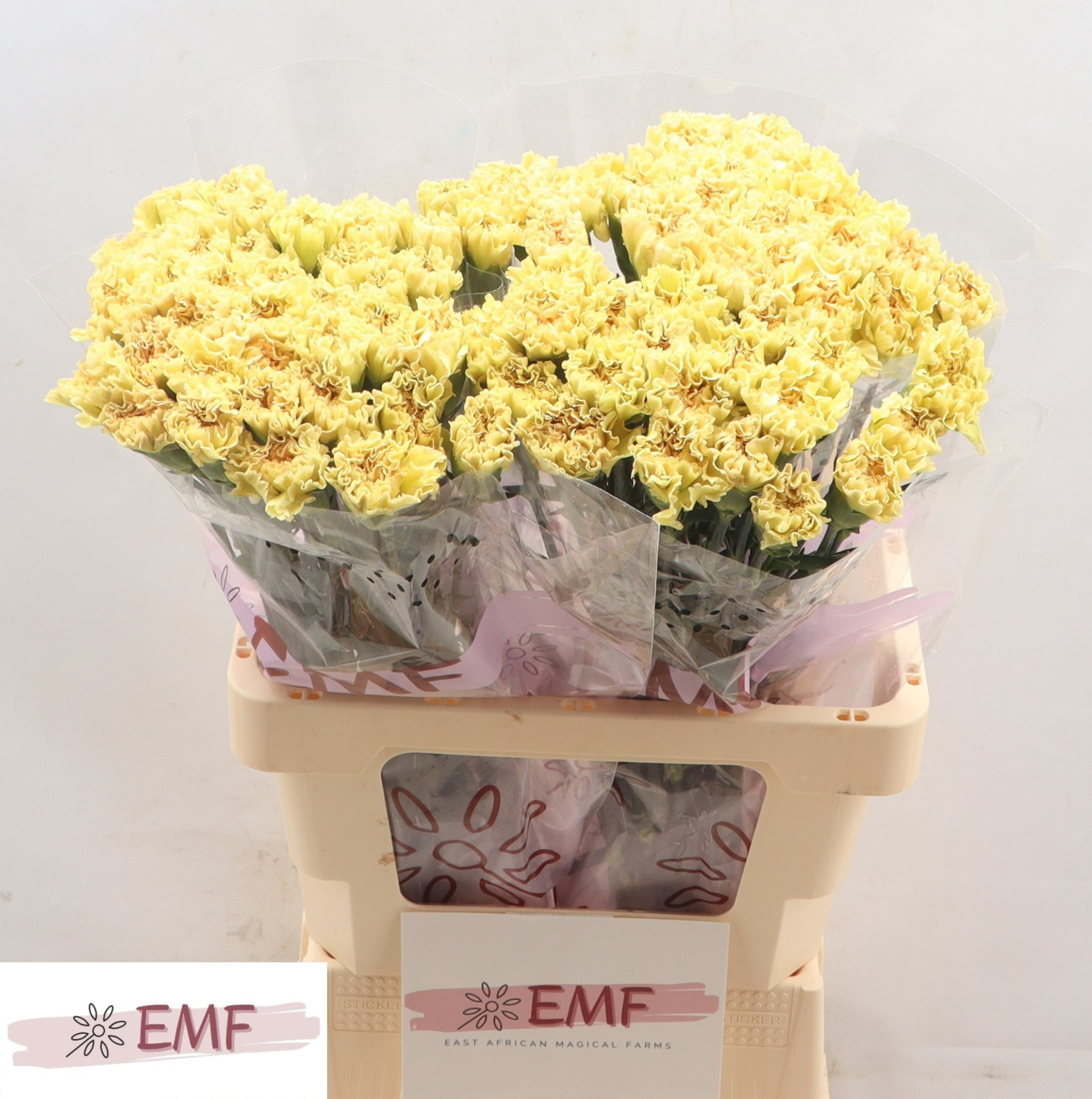 Диантус од. Мали+ (желто-зел.), шт.