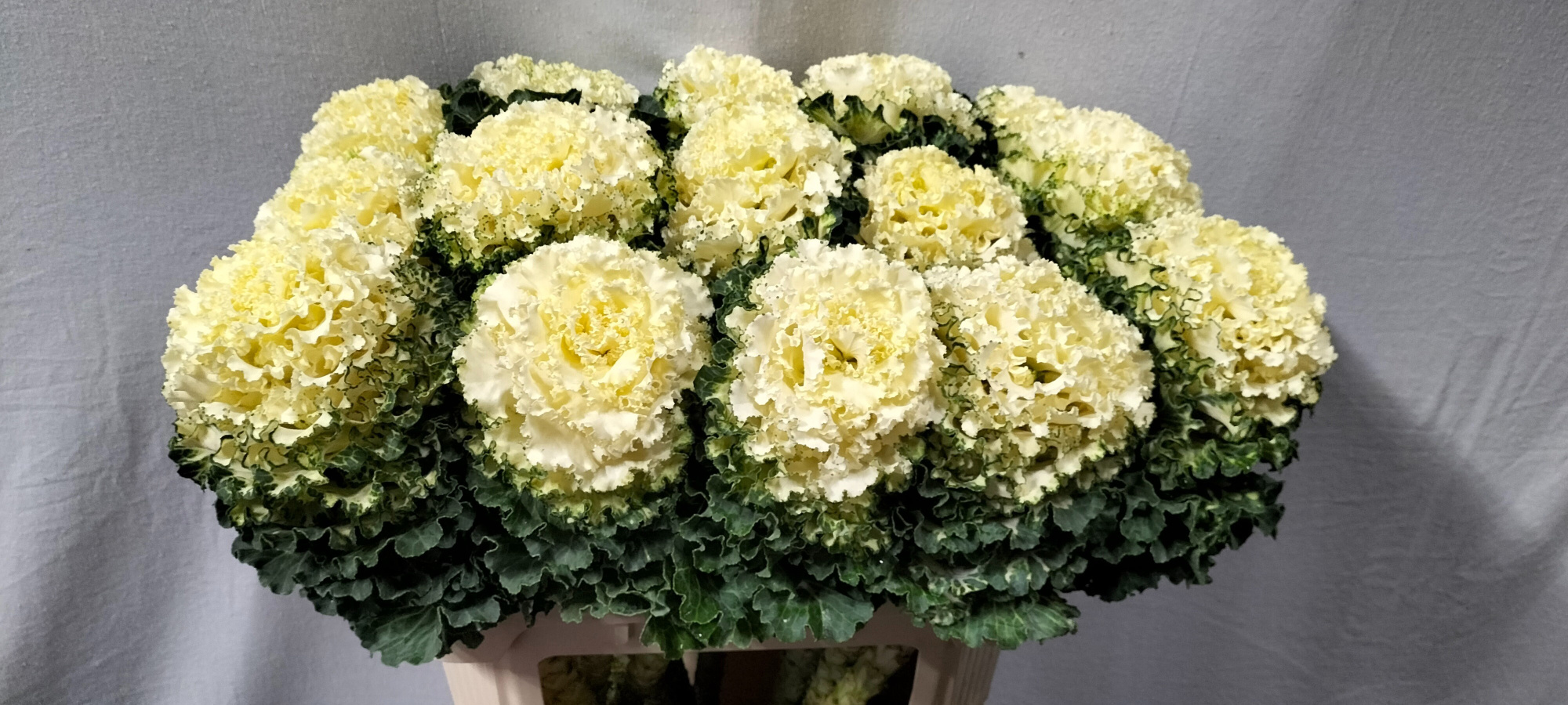 Брассика Крэйн Рафл Вайт 70, шт.