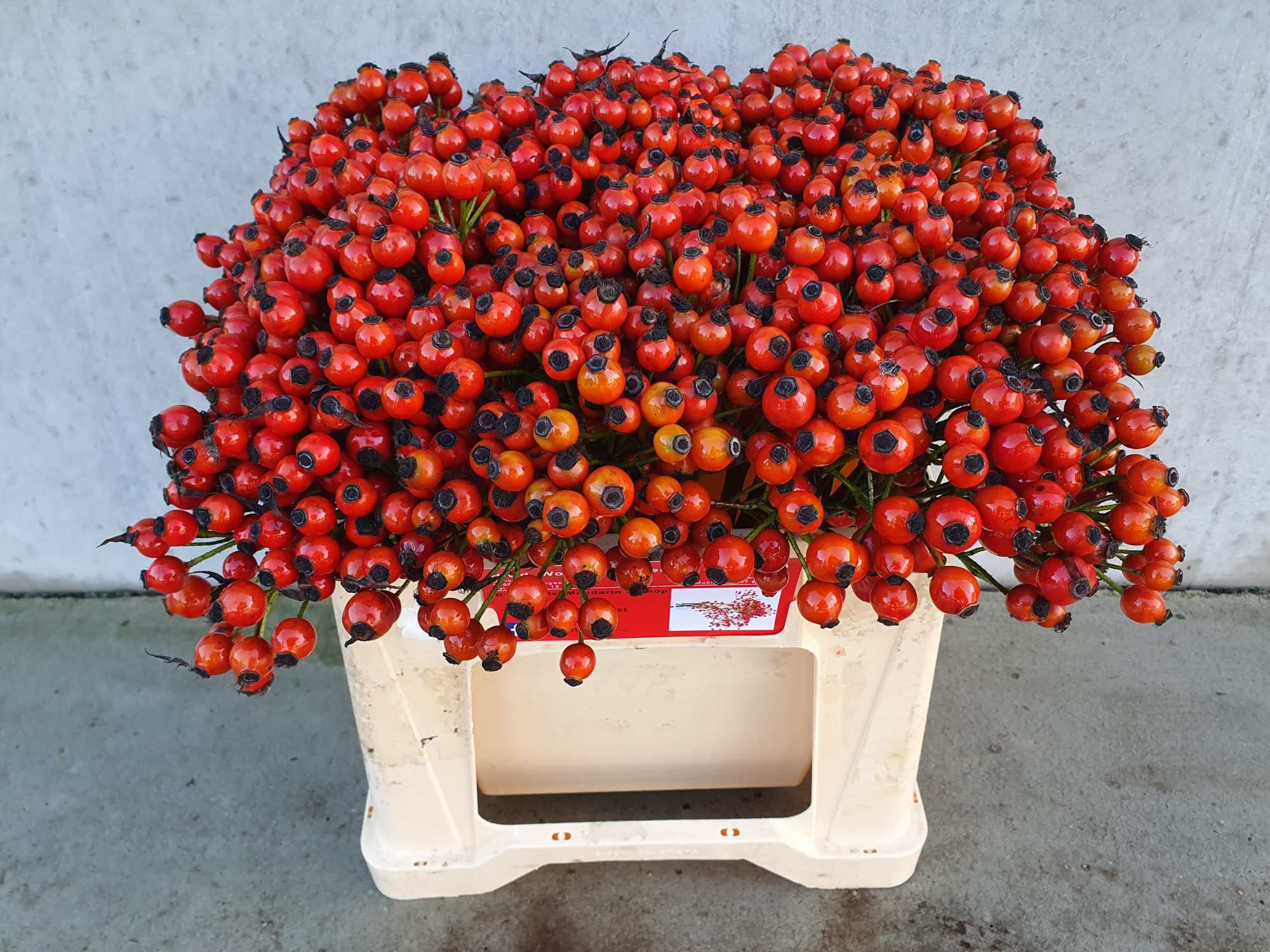 Рузботель Коник Хипхоп 35, шт.