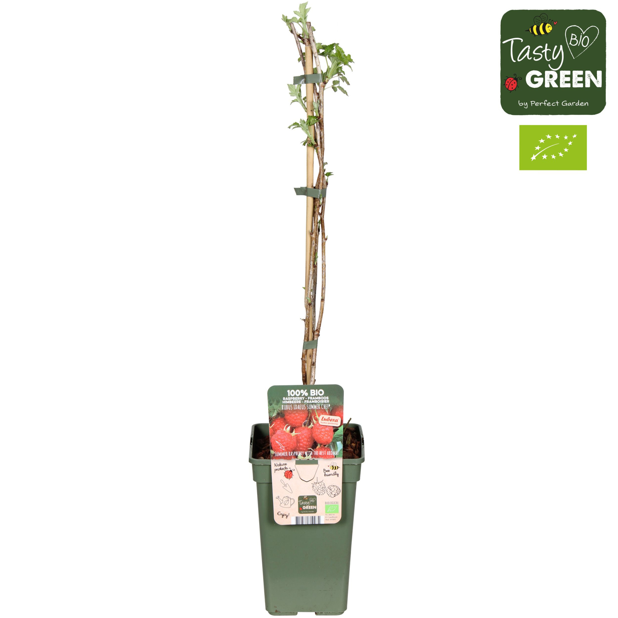 Rubus idaeus Summer Chef® Bio P19, D 19 cm