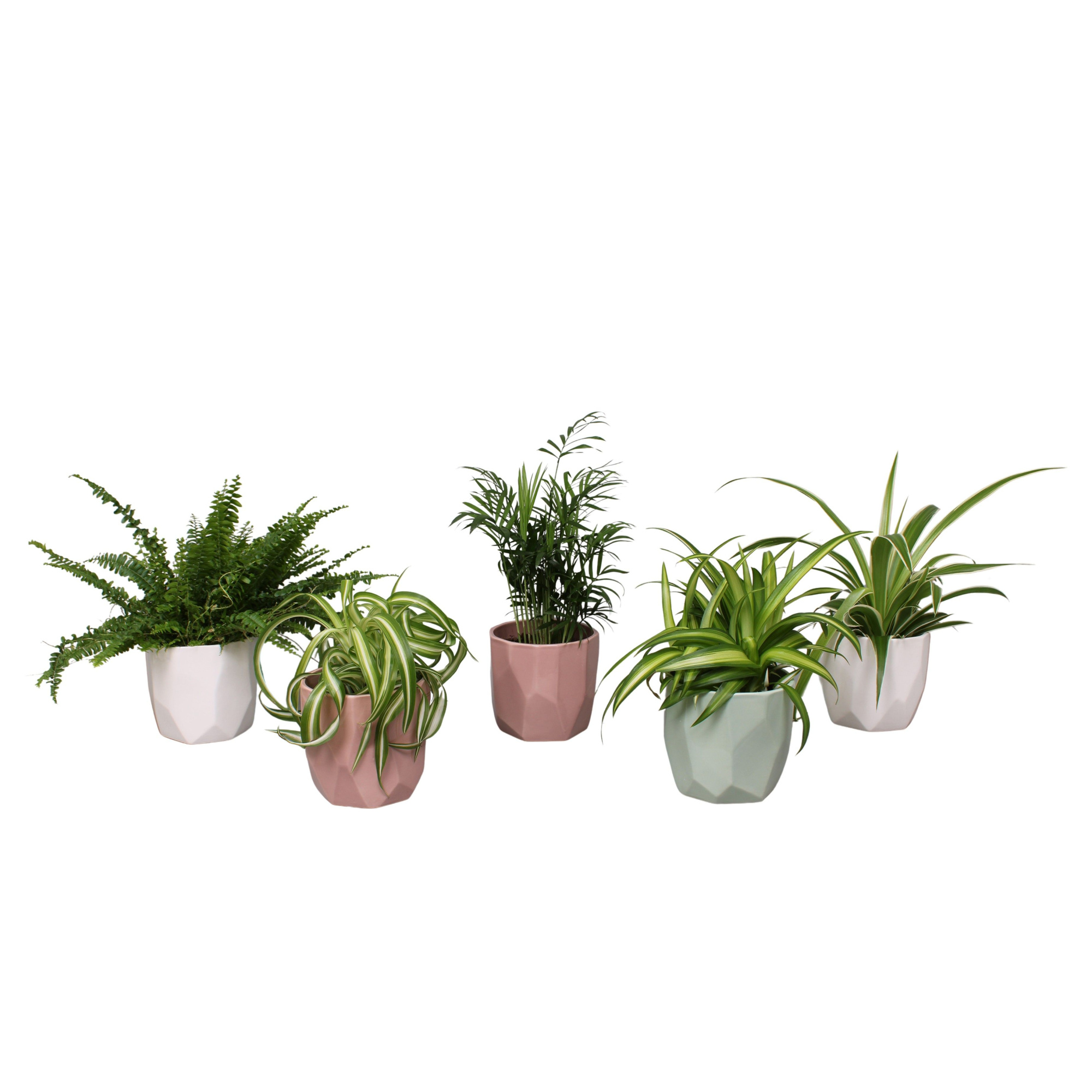 Groene planten mix in keramiek vlakke pot Cham, Var, Chlor bonnie, haw en vari, D 12 cm