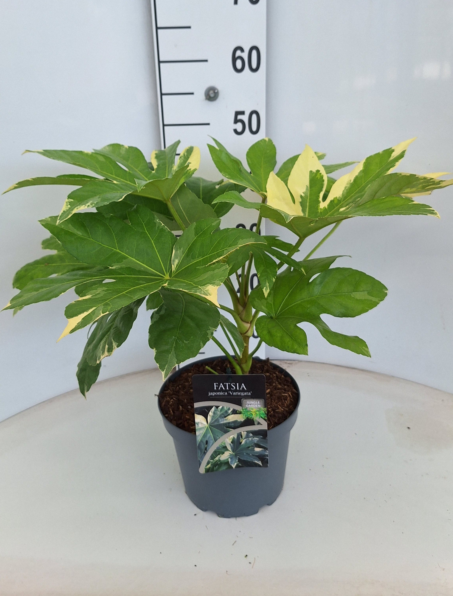 Fatsia japonica Variegata, D 21 cm