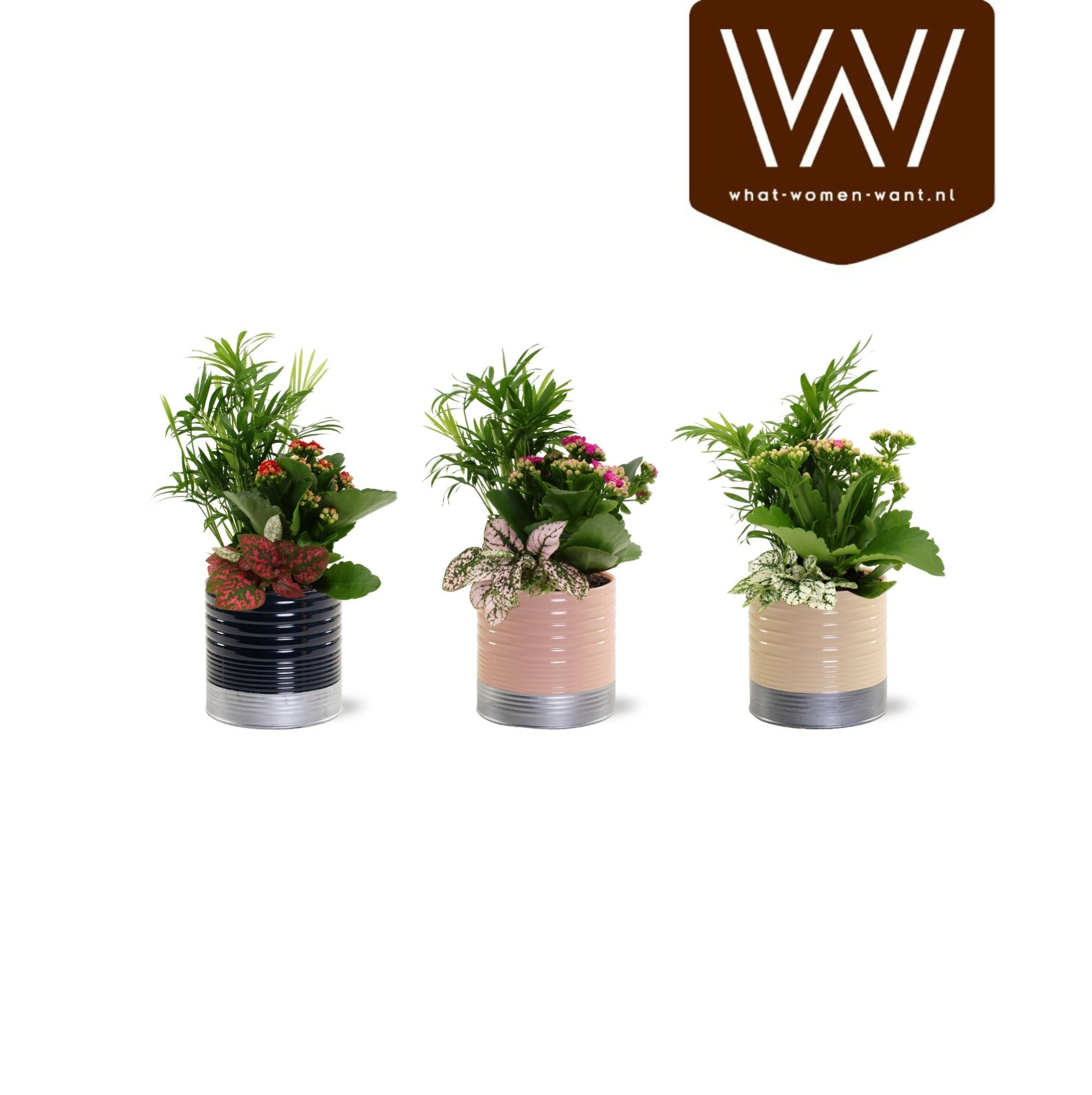 Collectie "Bubbles & wine" - Arrangement in Zink Nola, D 12 cm