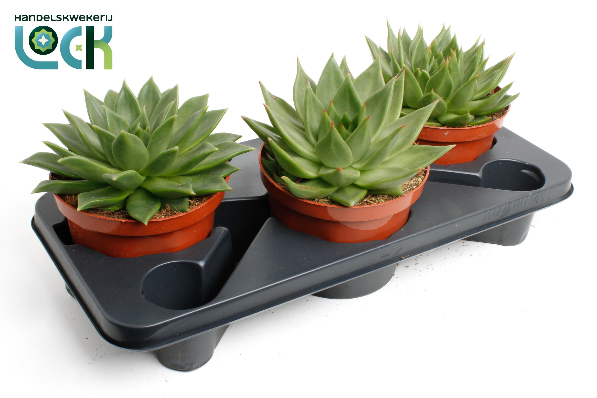 Echeveria Agavoides, D 17