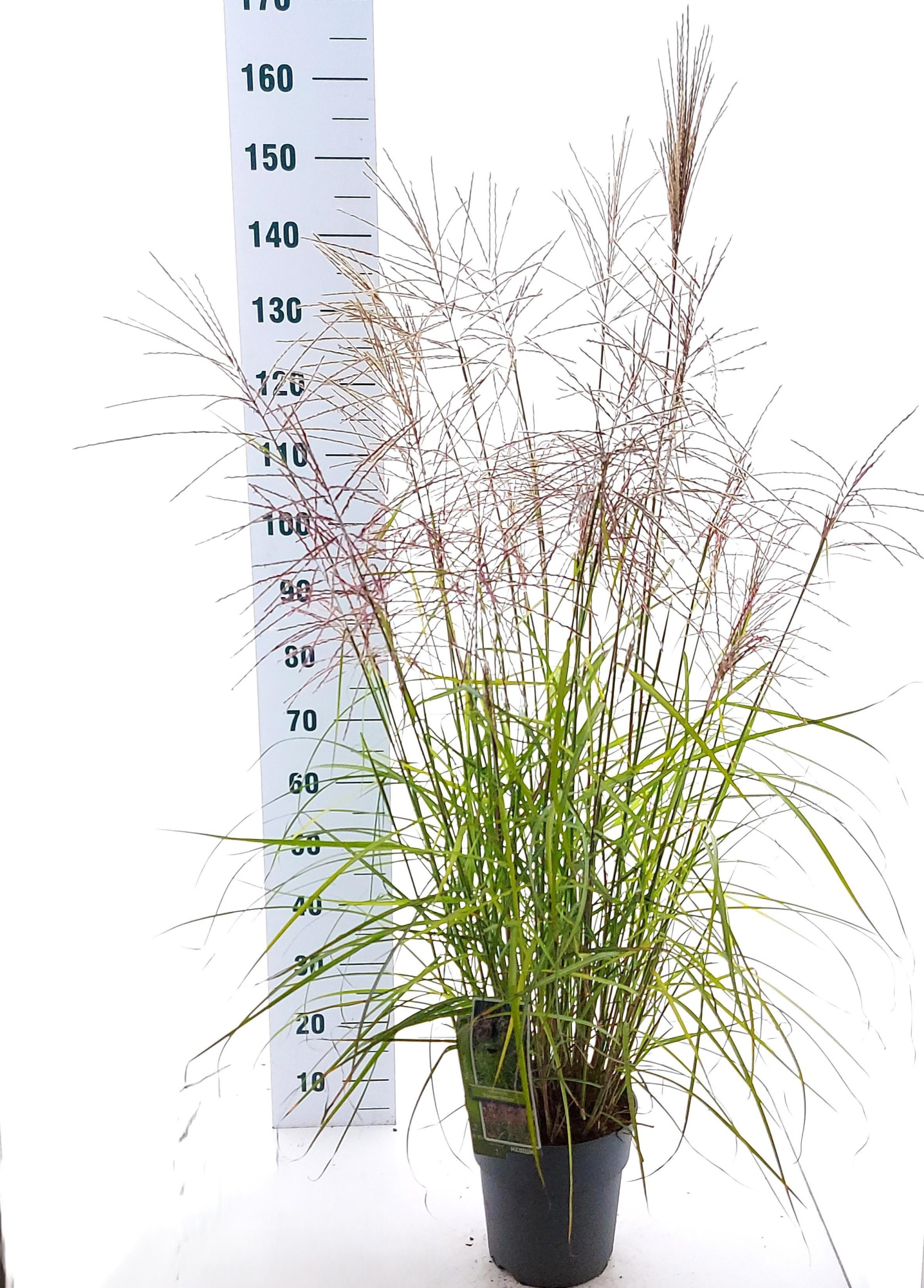 Miscanthus sin. 'Ferner Osten', D 23 cm