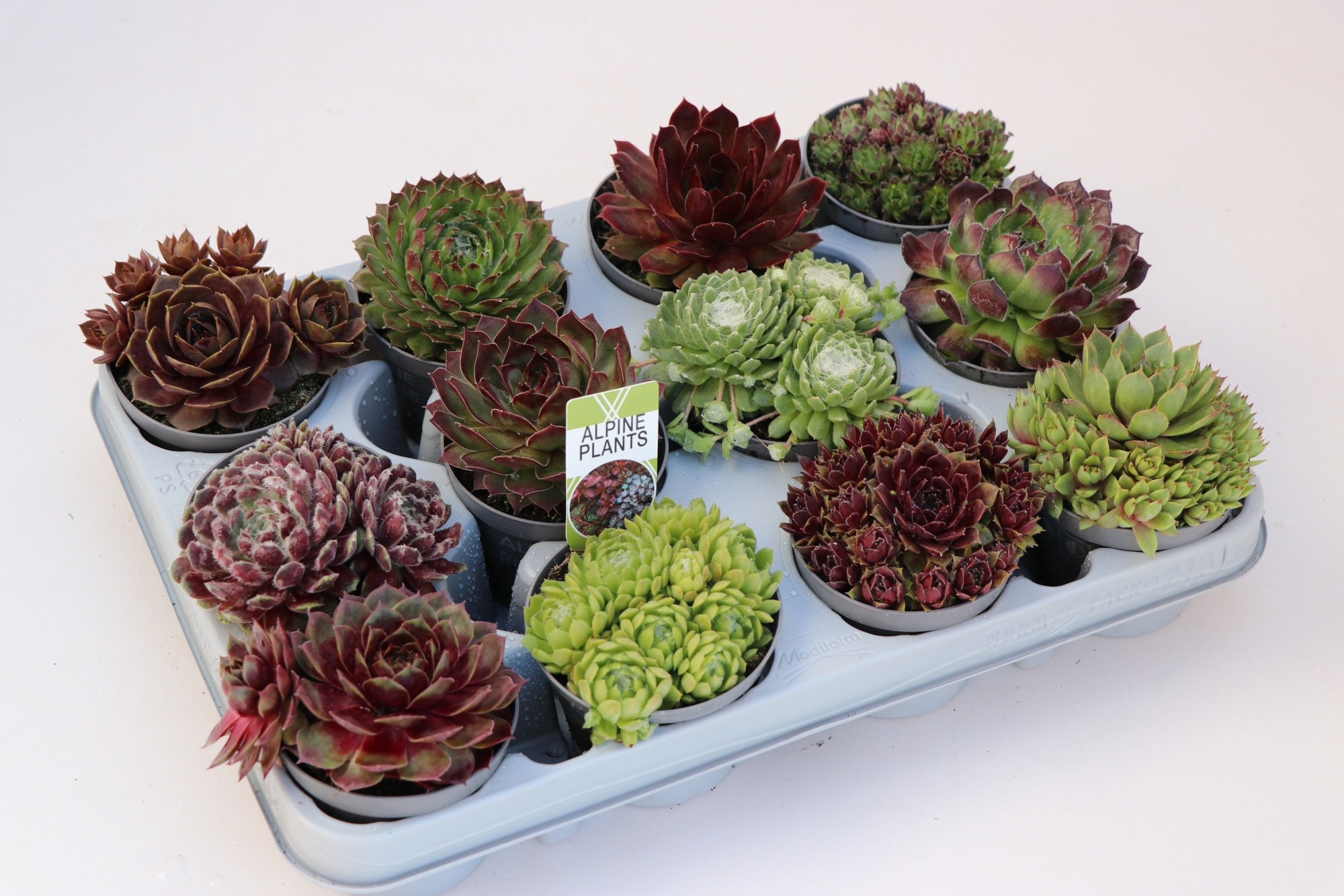 Sempervivum mix, 212 fust, D 8,5 cm
