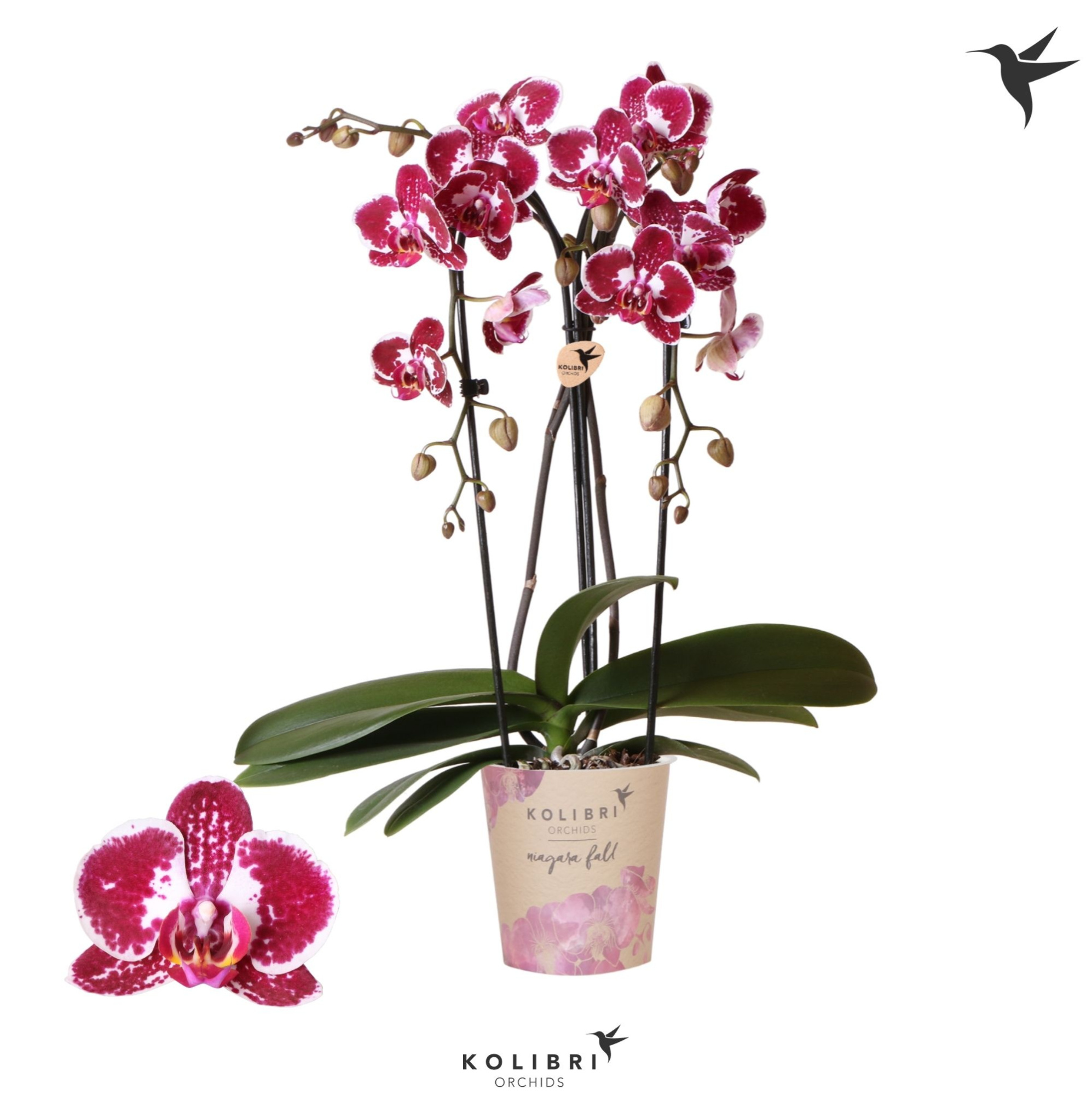 Kolibri Orchids Cascade Niagara Fall Asian Pearl 2 spike, D 12