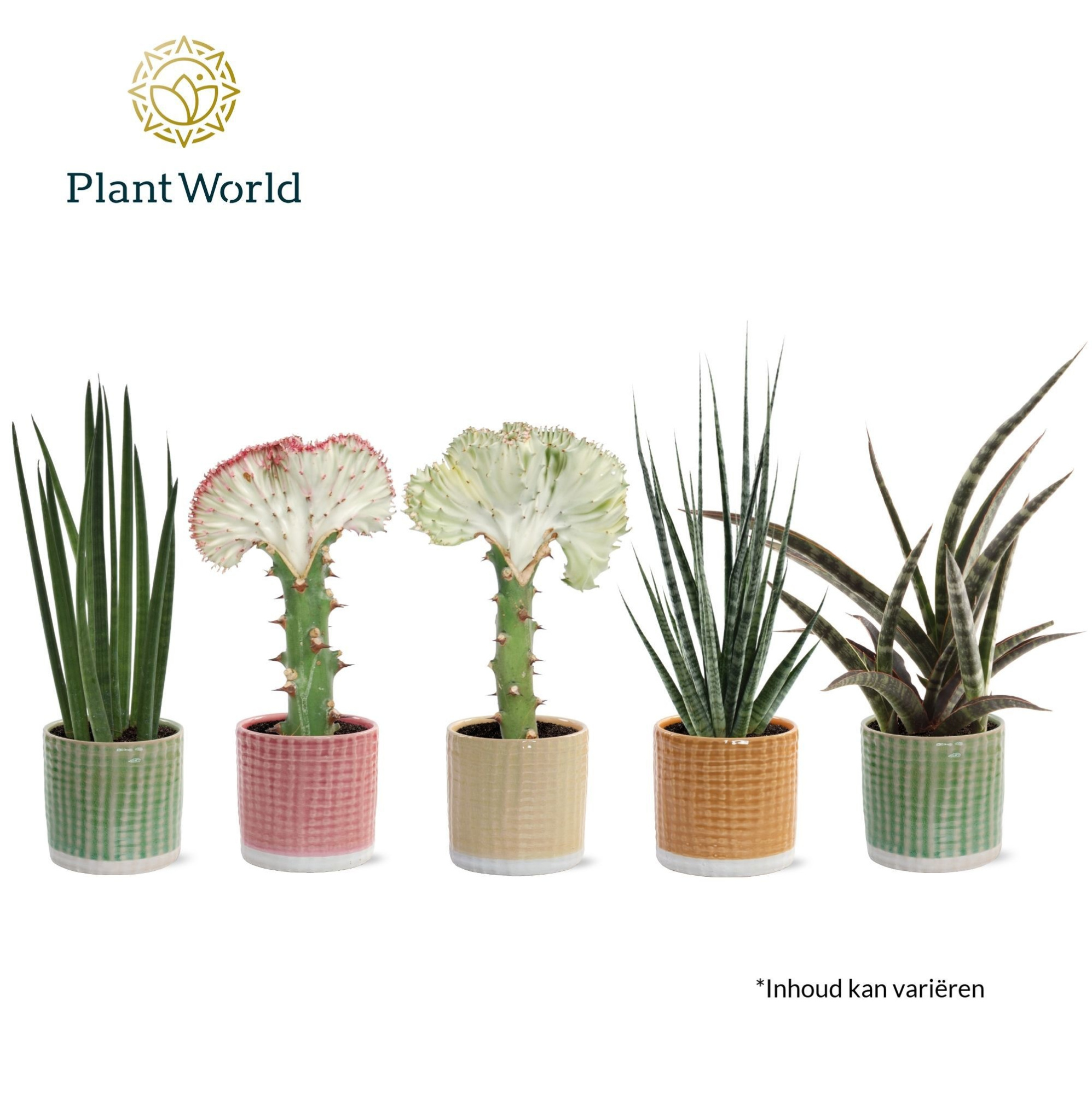 Sansevieria Mix Simpson in pot Elsa, D 10,5