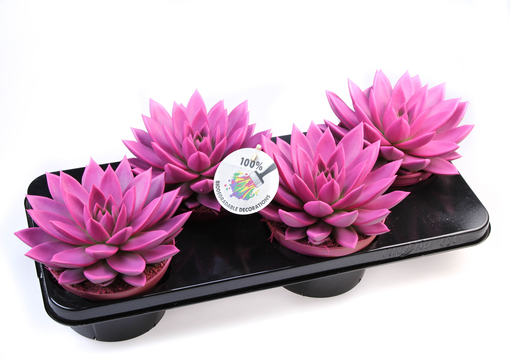 Rainbow cerise 246, D 15