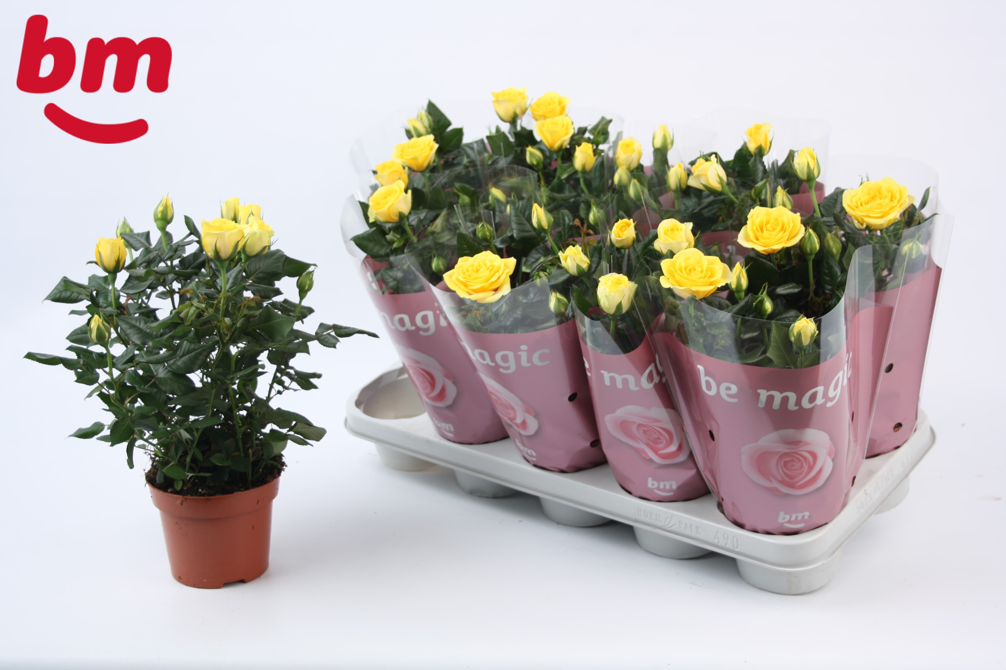 Rosa Yellow Beau Monde (12 cm), D 12 cm