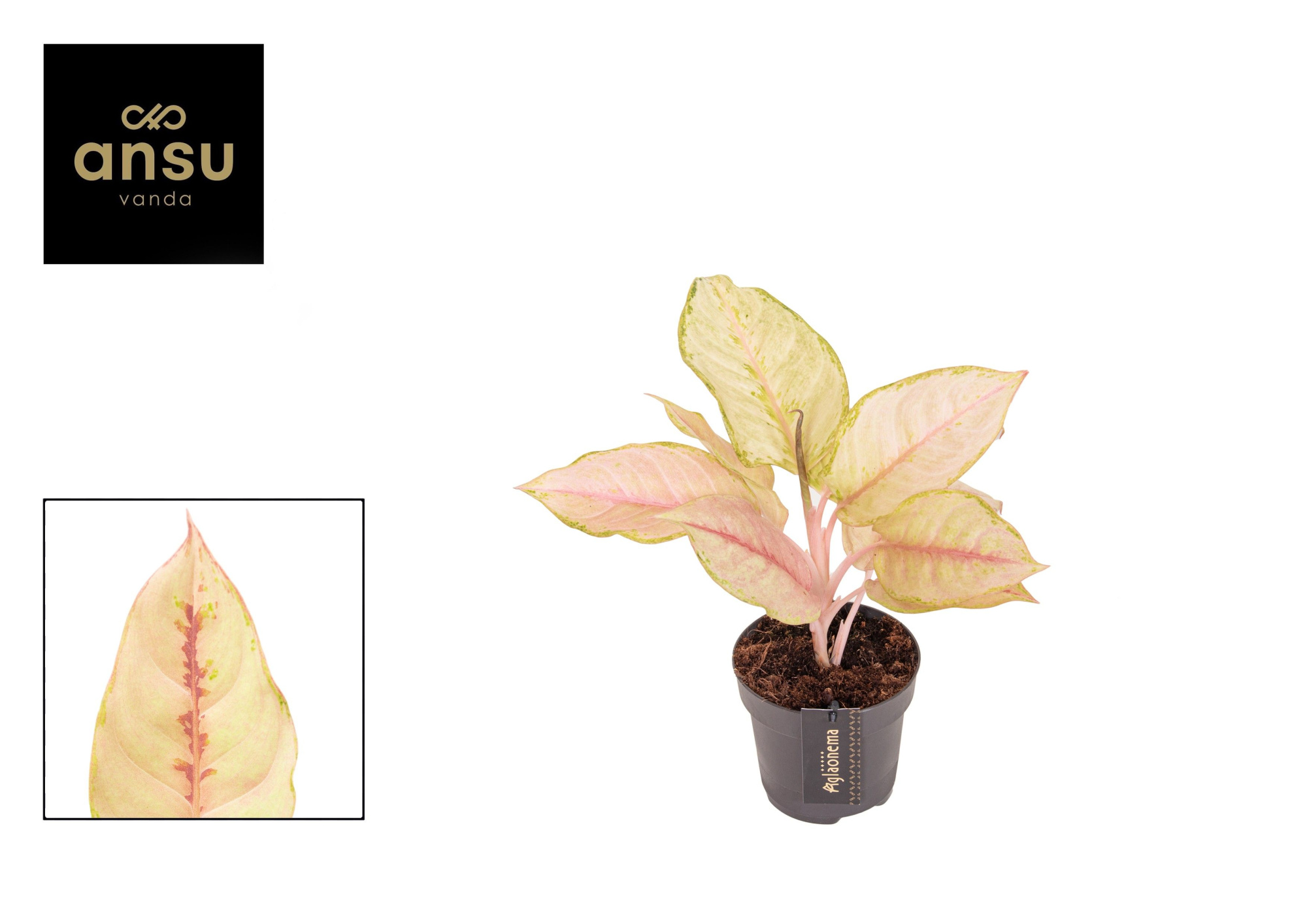 Aglaonema Corn Silk, D 12 cm