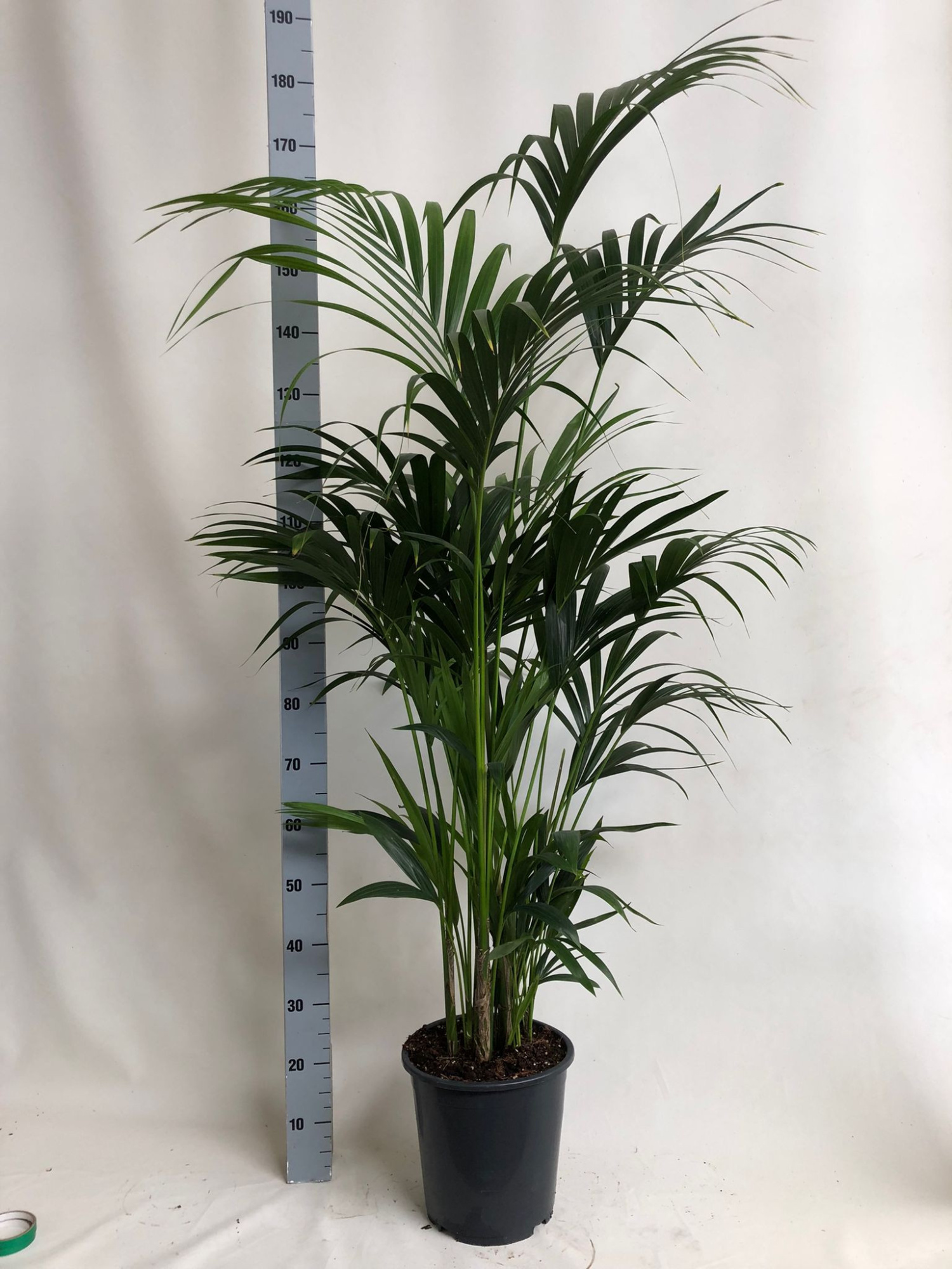 KENTIA - P27 H170 - 7PP - EcoLine (Howea forsteriana, D 27