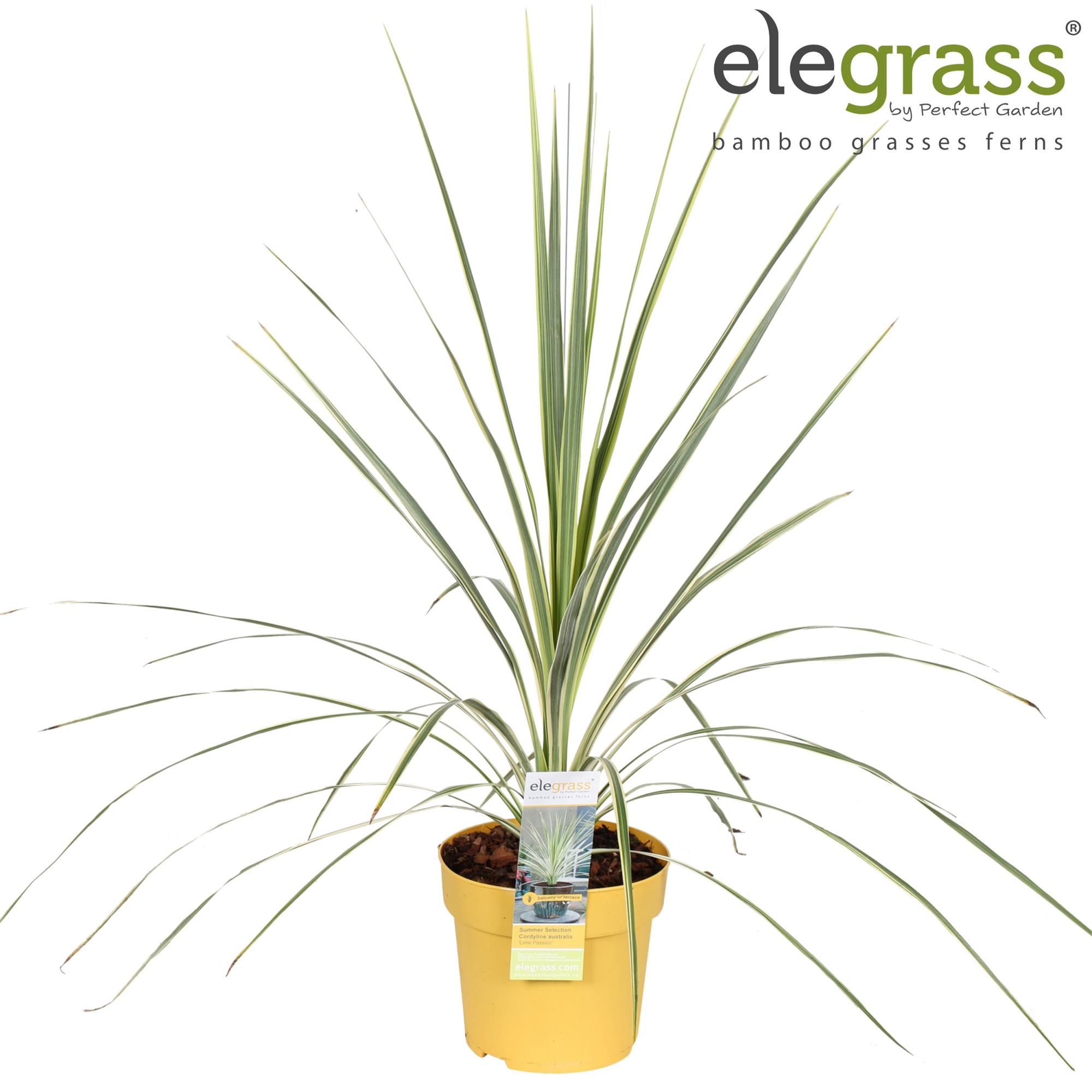 Cordyline australis 'Lime Passion' P14, D 14 cm