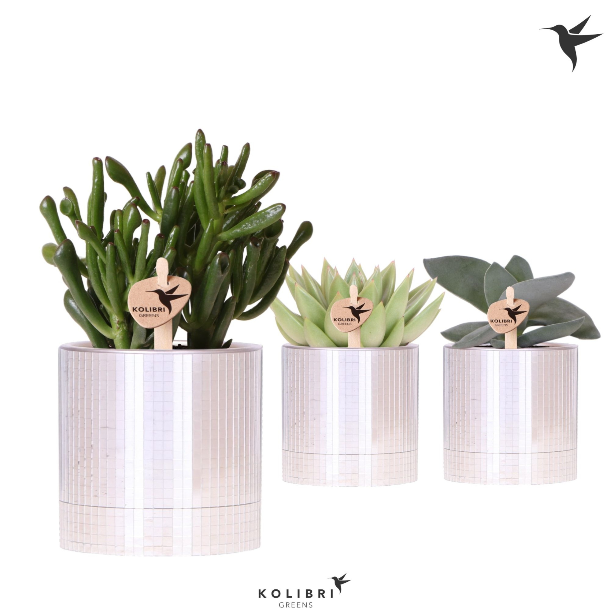 Kolibri Greens Succulenten mix in Disco pot, D 9 cm