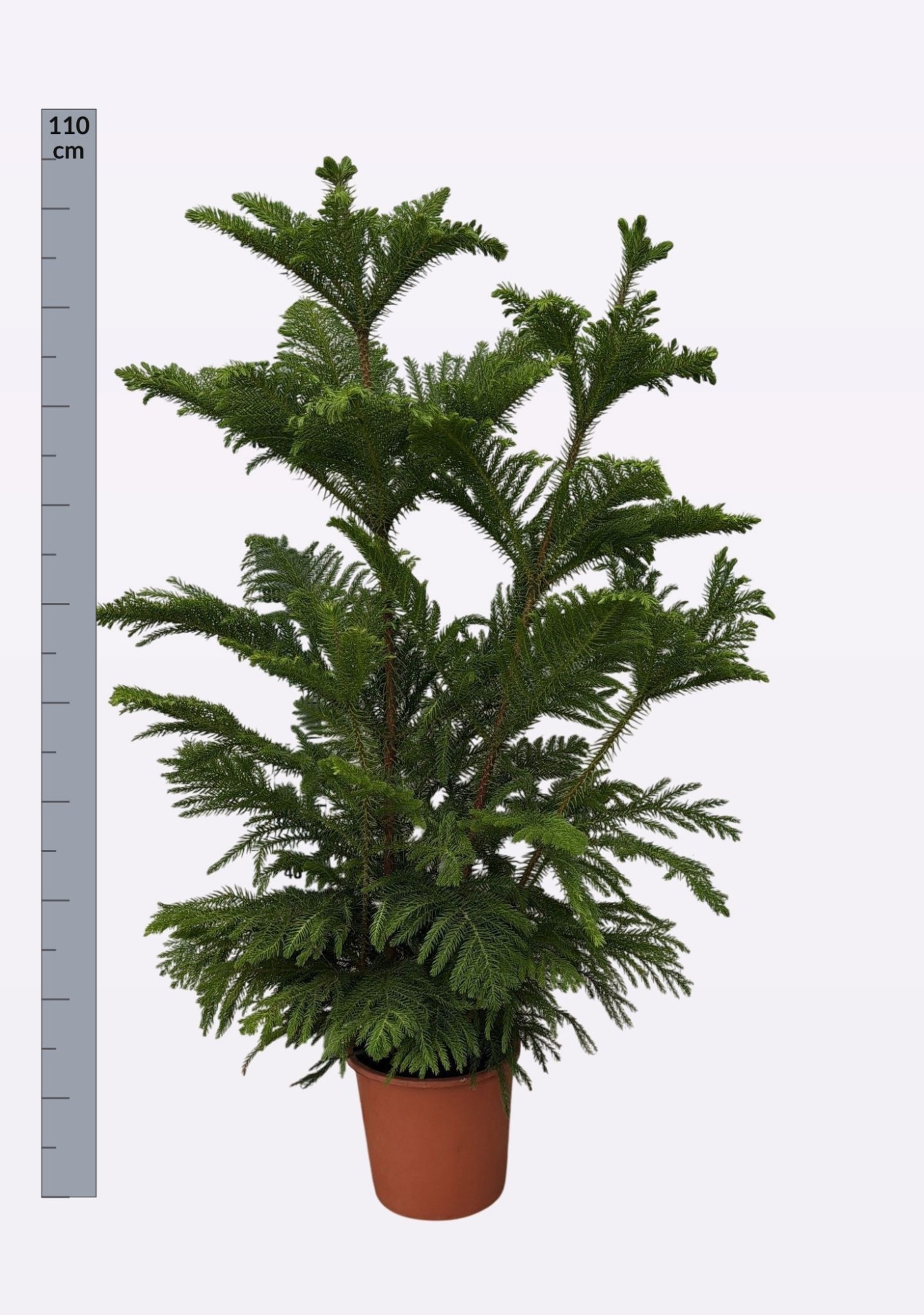Araucaria heterophylla, D 24 cm