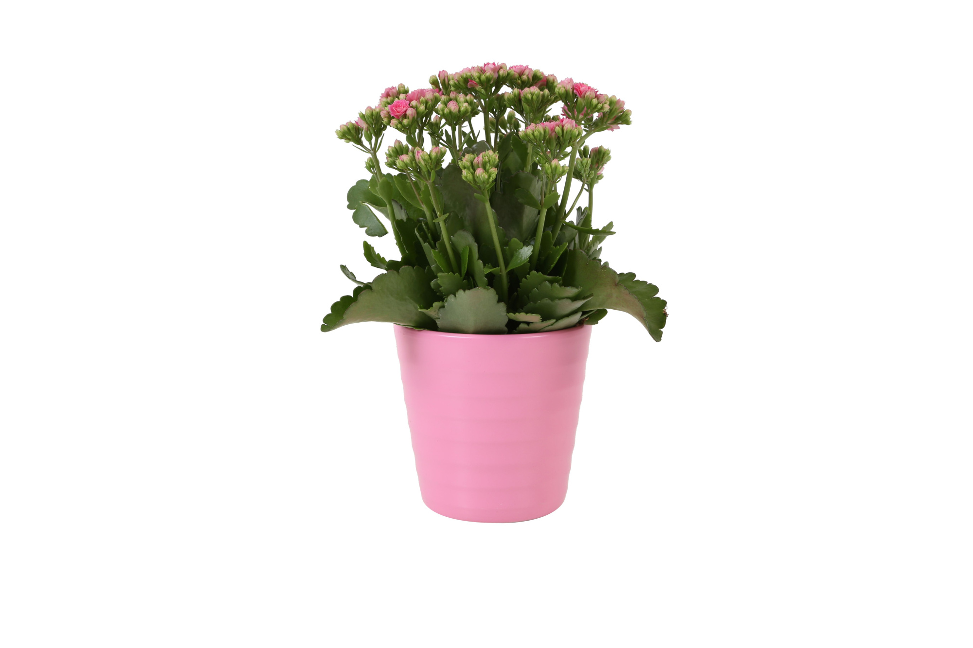 KP-809.1 RZ - Kalanchoe Rosalina 12cm roze in roze keramiek, D 12 cm
