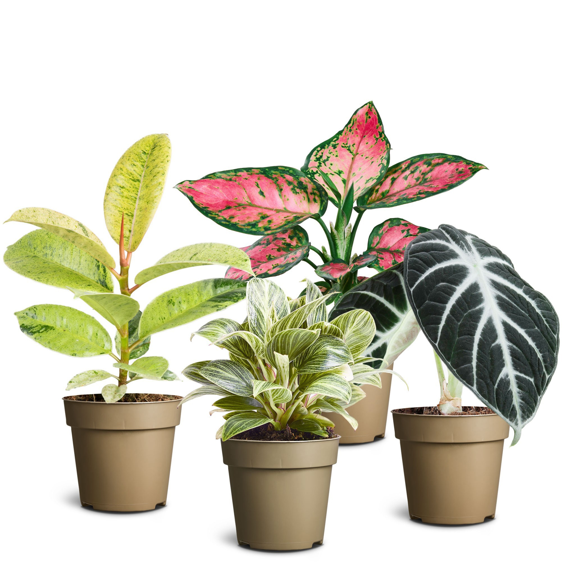 Green Premium Collection, D 9