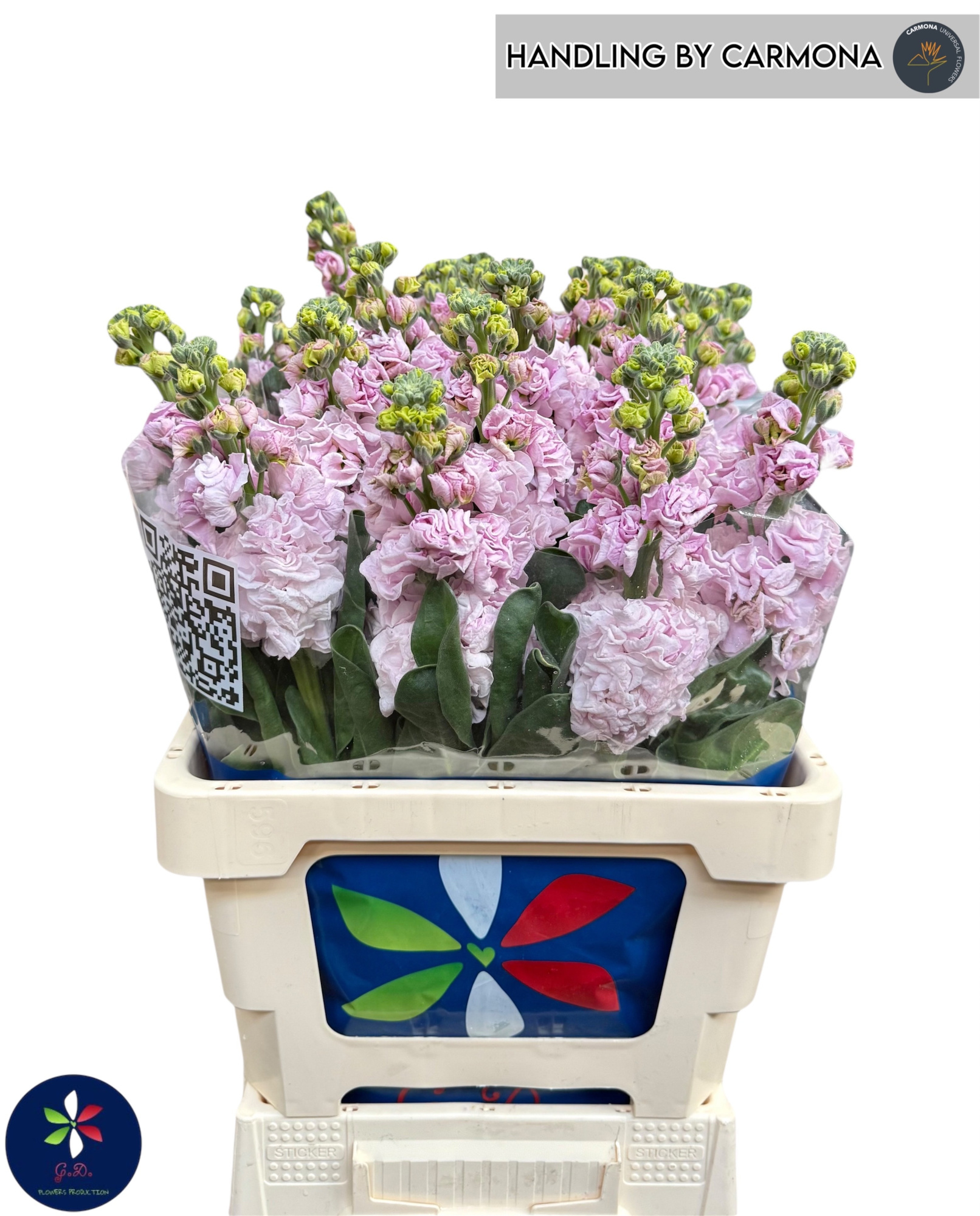 Маттиола од. Айрон Черри Блоссом 60, шт.