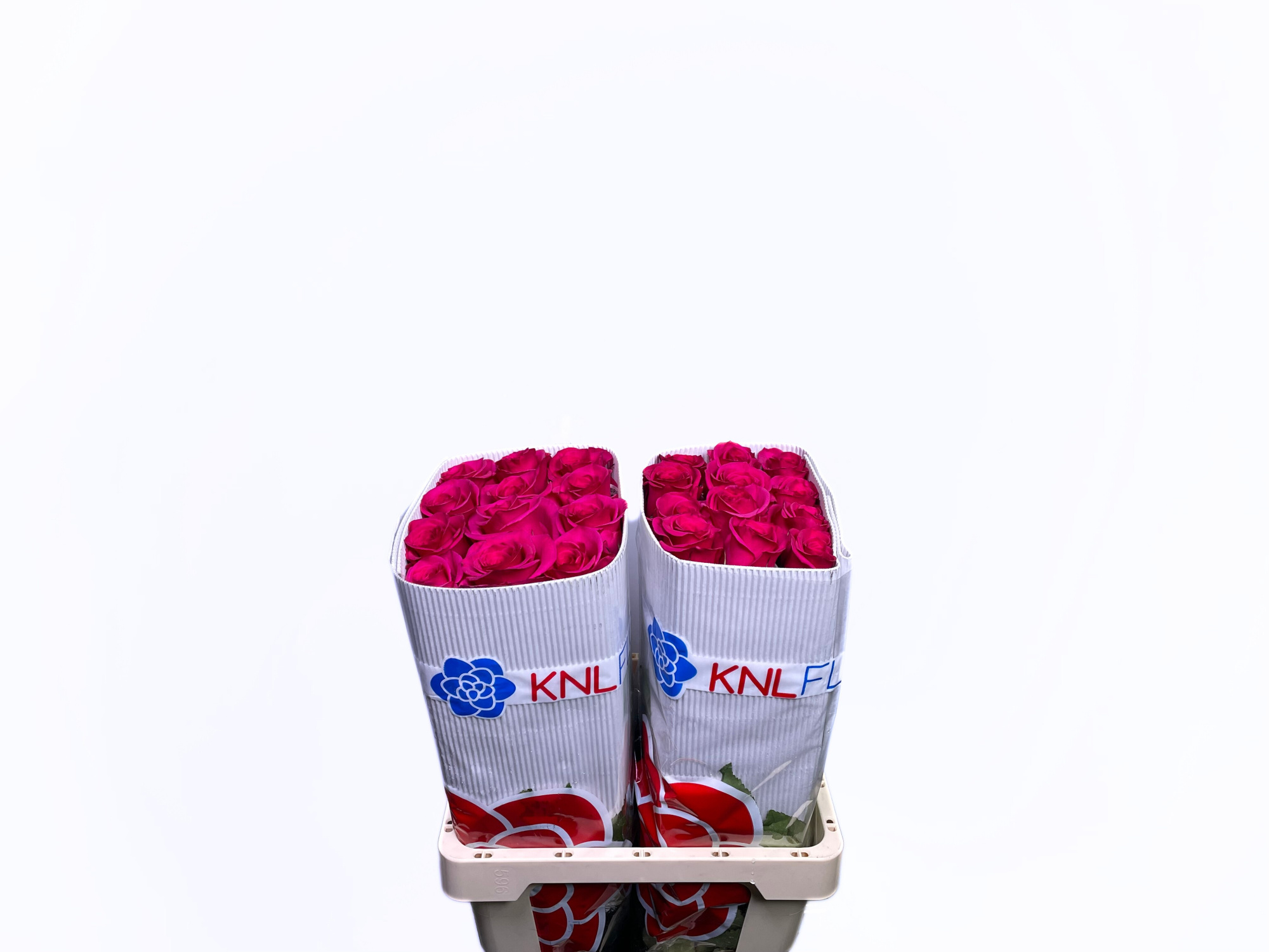 Роза од. Овериг 60, шт.