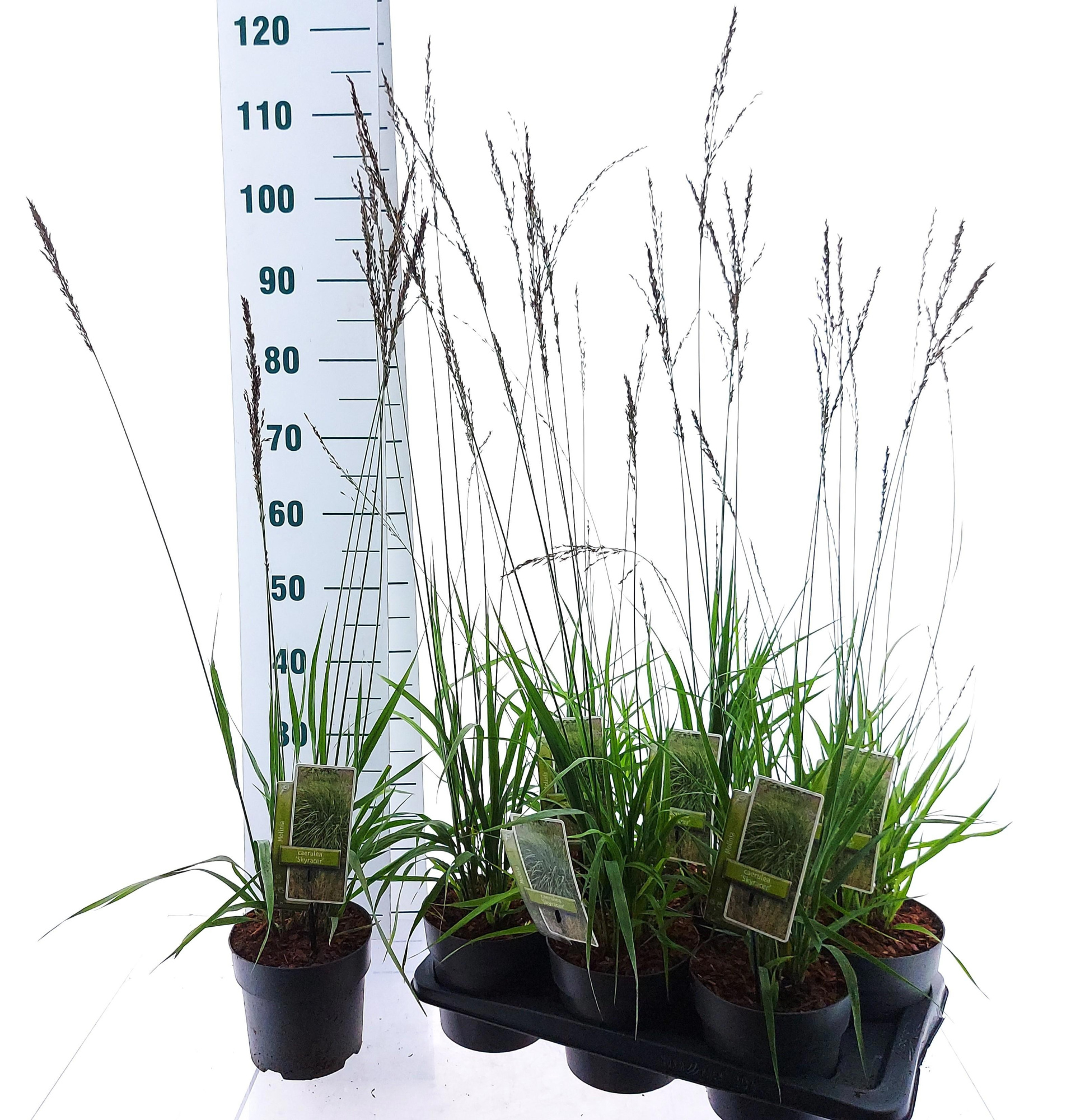 Molinia arundinacea 'Skyracer', D 17 cm