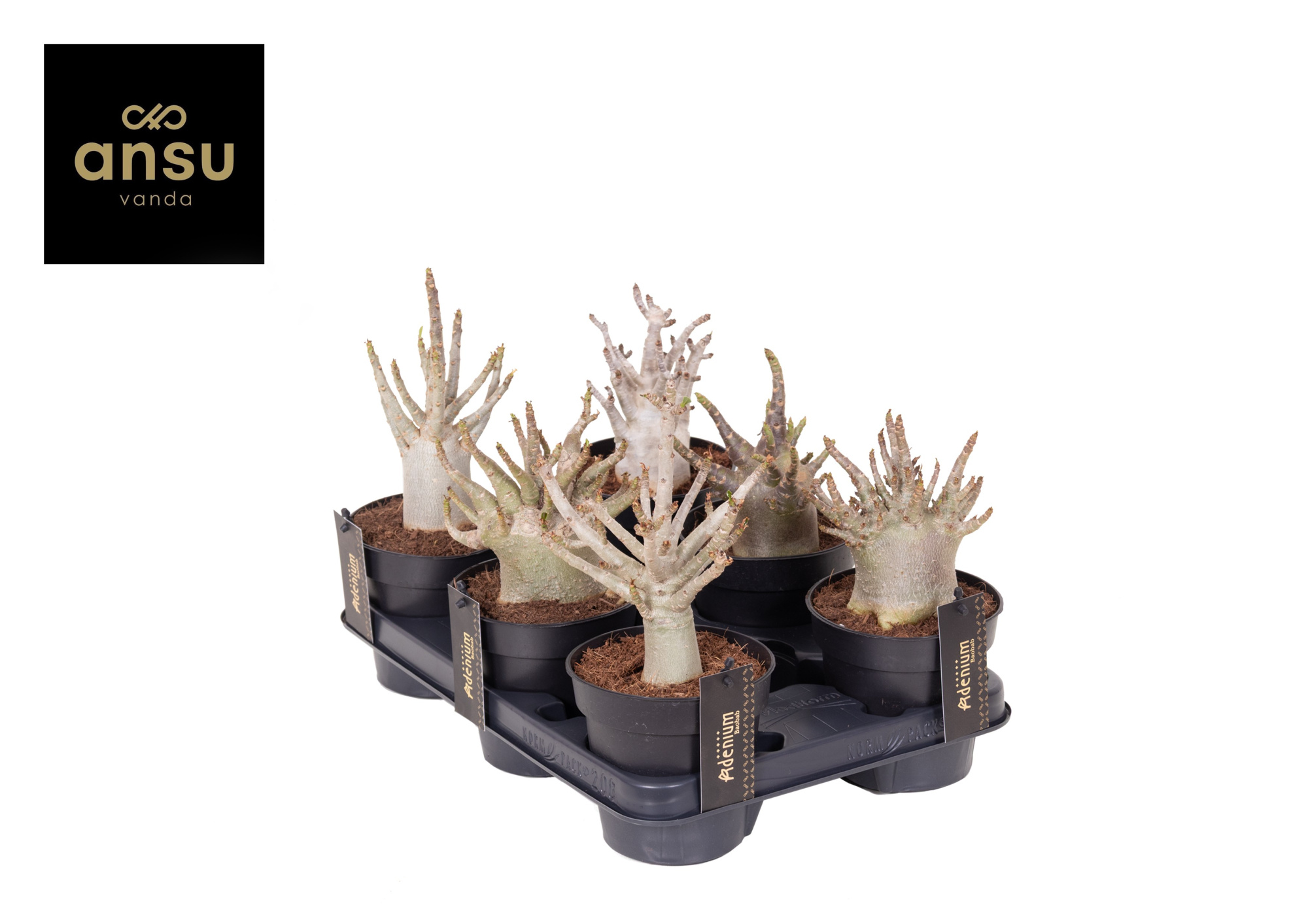 Adenium "Ansu" Baobab, D 12 cm