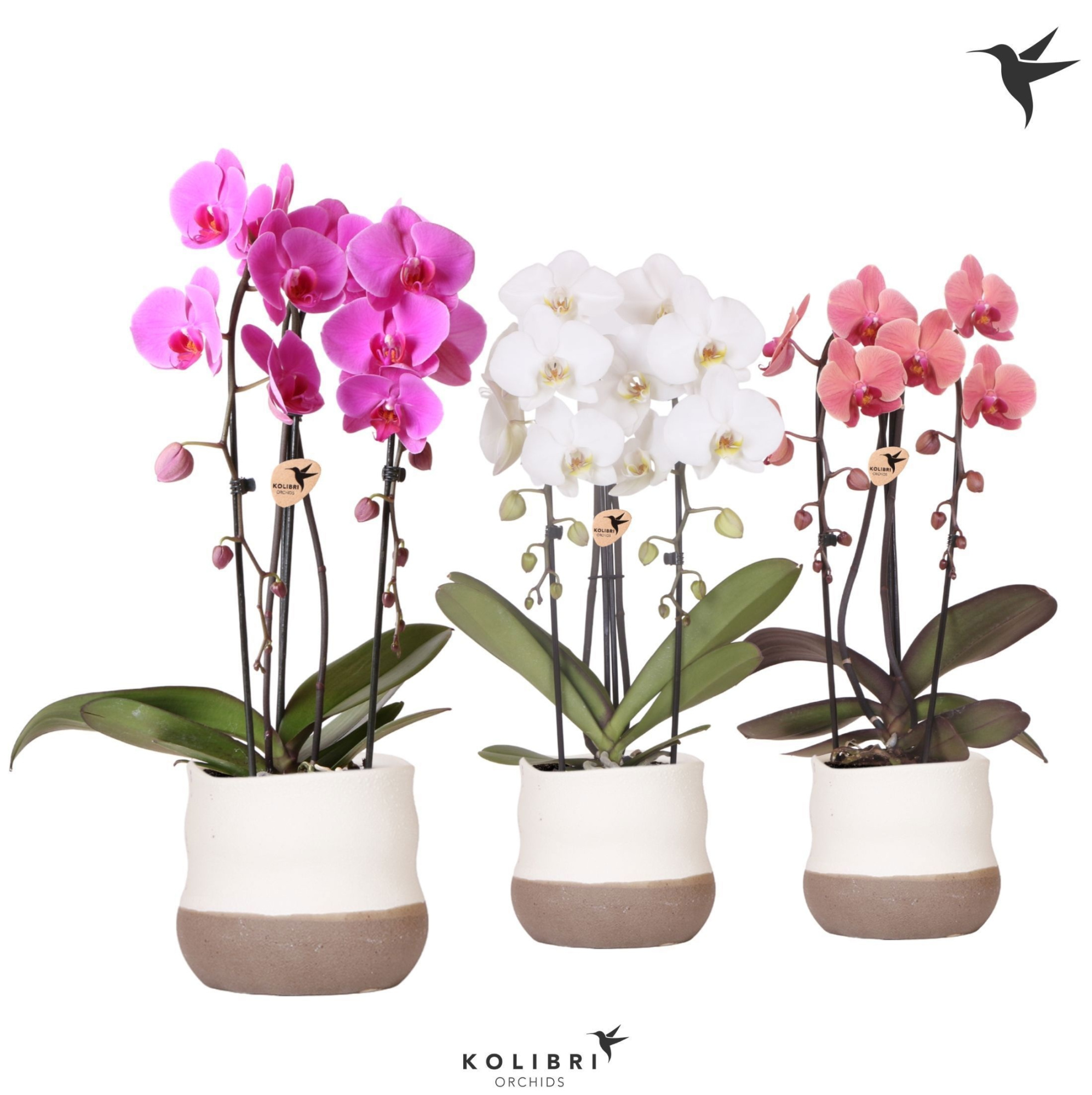 Kolibri Orchids Phalaenopsis Cascade Niagara Fall mix 2 spike in Imperfect Bag pot, D 12