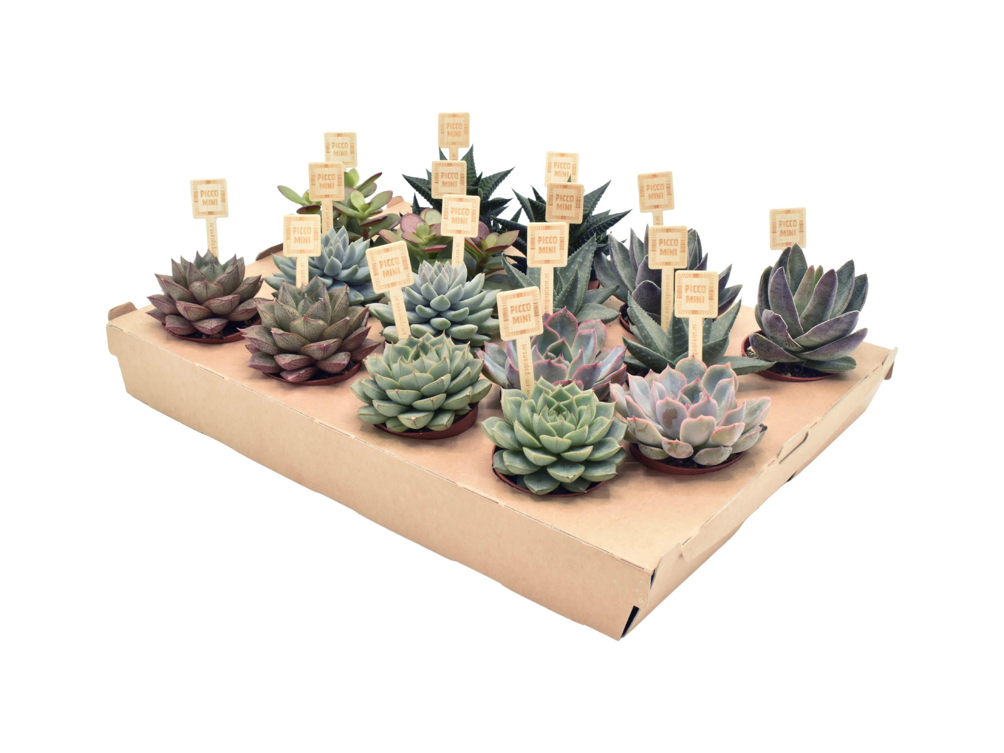 Succulent PICCOMINI® mix zonder Aloe, D 6