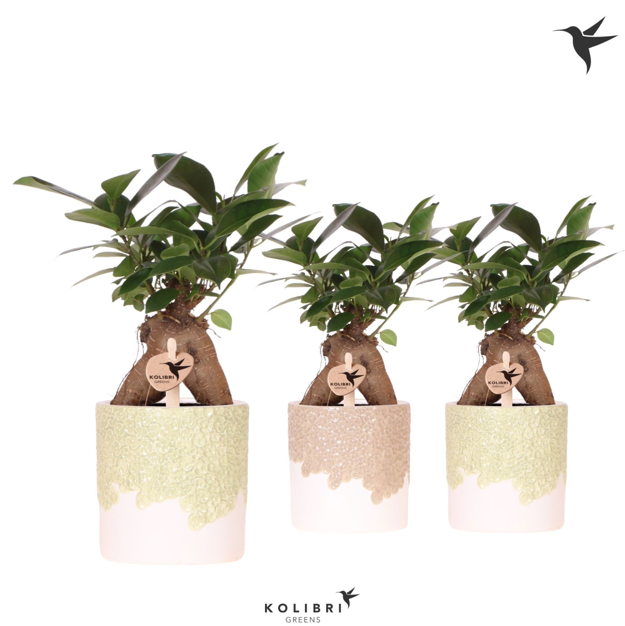 Kolibri Greens Ficus Ginseng Retusa in Bloom pot sand mix, D 9 cm