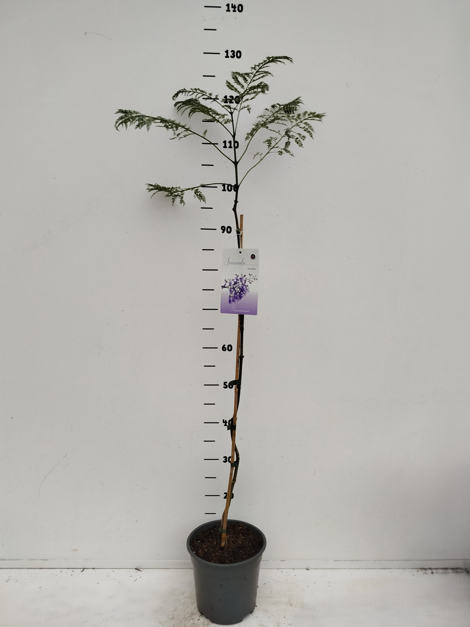 Jaccaranda mimosifolia, D 19