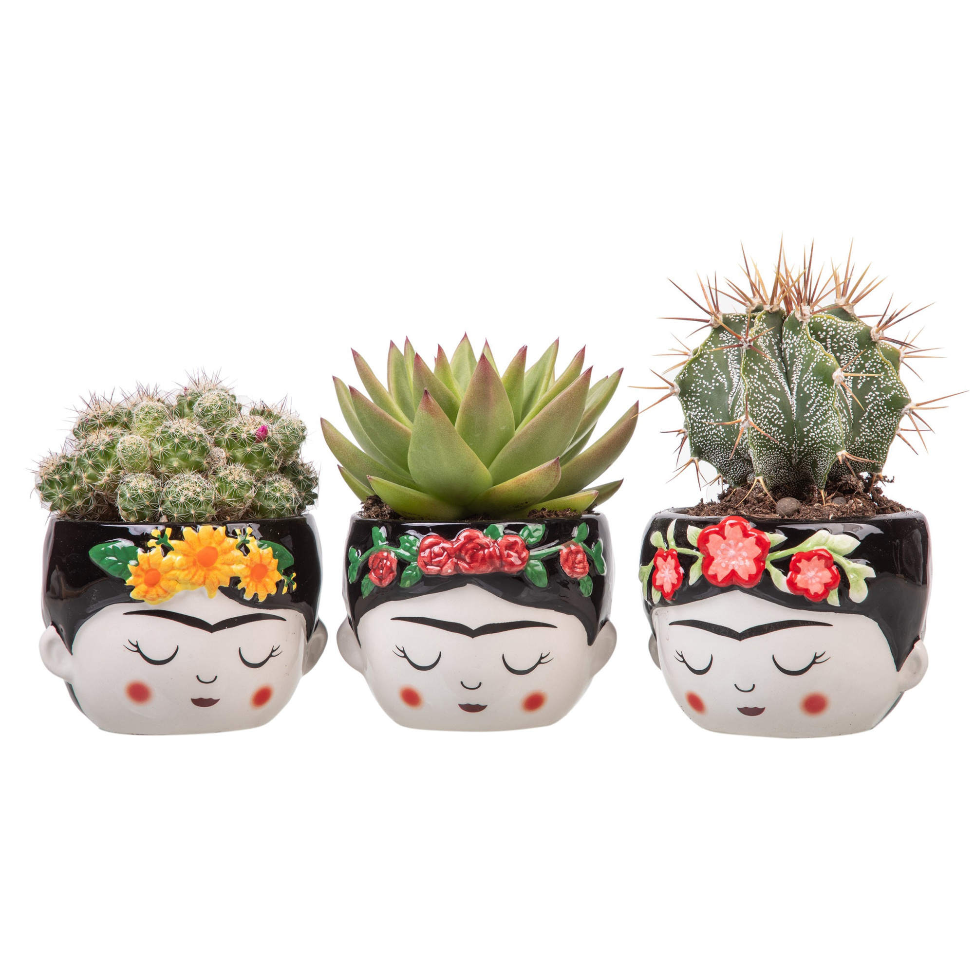 MIX CACTUS AND SUCCULENT IN "FRIDA" CERAMIC POT Ø10 ON DEDICATED TRANSPARENT PLASTIC TRAY OF 9 PIECES, D 9