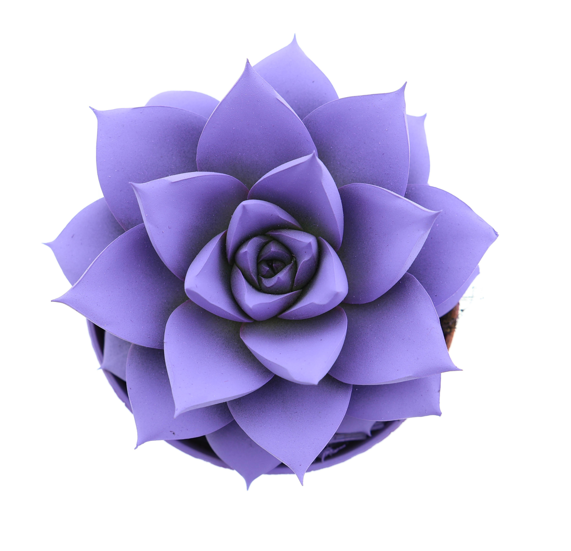 Rainbow purper dark milka, D 8,5 cm